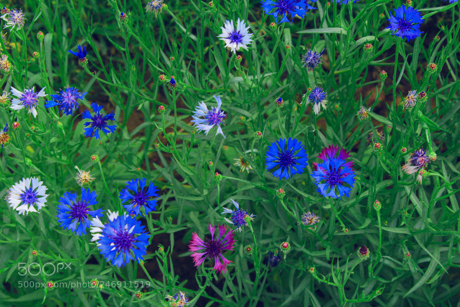 Canon EOS 1200D (EOS Rebel T5 / EOS Kiss X70 / EOS Hi) sample photo. Flowers together photography