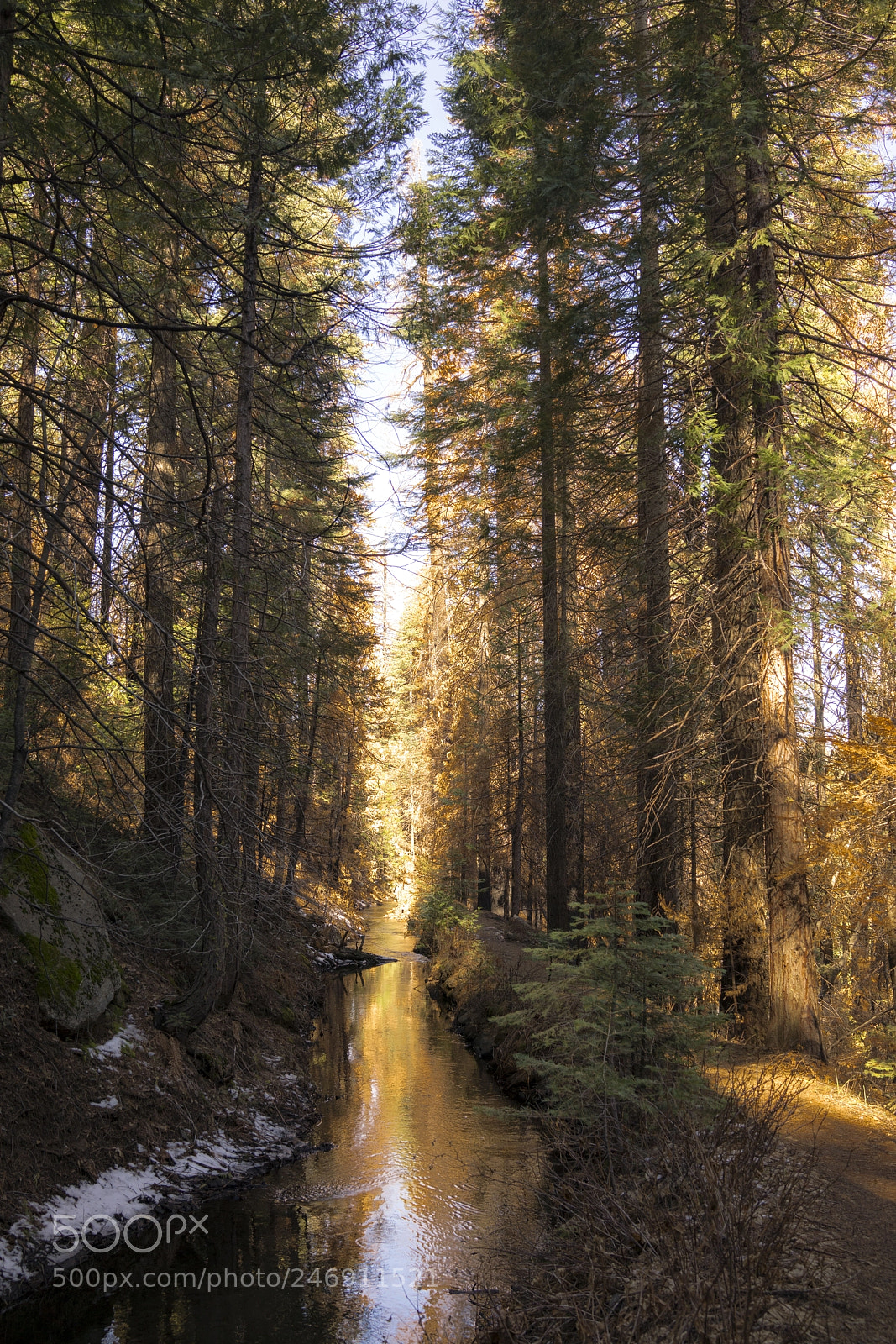 Sony Cyber-shot DSC-RX1R II sample photo. A golden path photography