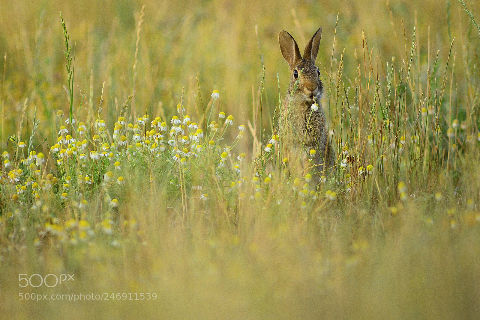 Nikon D800 sample photo. Wild rabbit photography