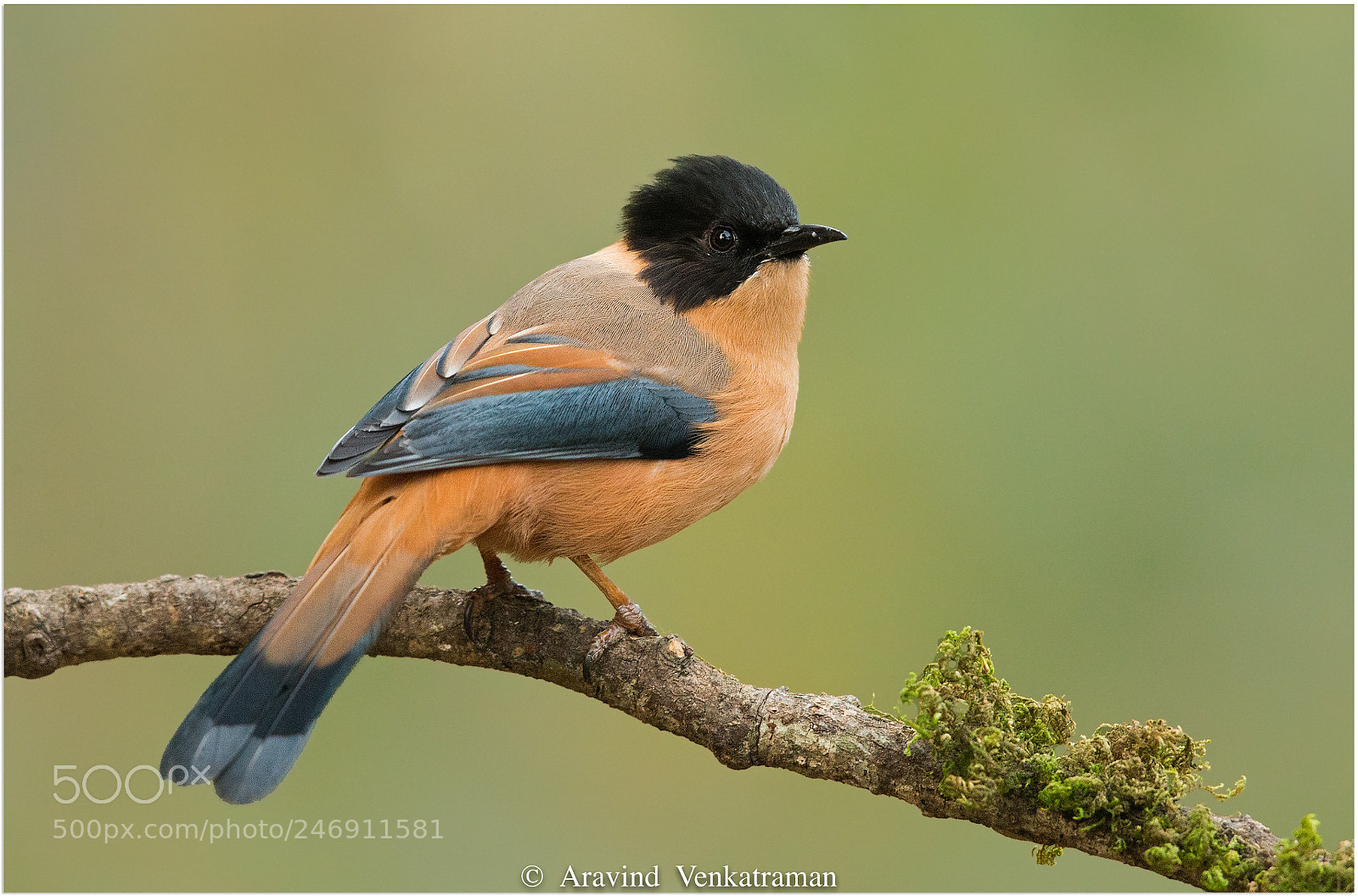 Canon EOS-1D X sample photo. Rufous sibia photography