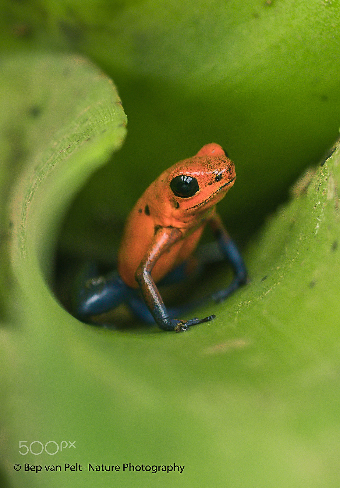 Nikon D500 + Sigma 50mm F2.8 EX DG Macro sample photo. Safe within the bromelia photography