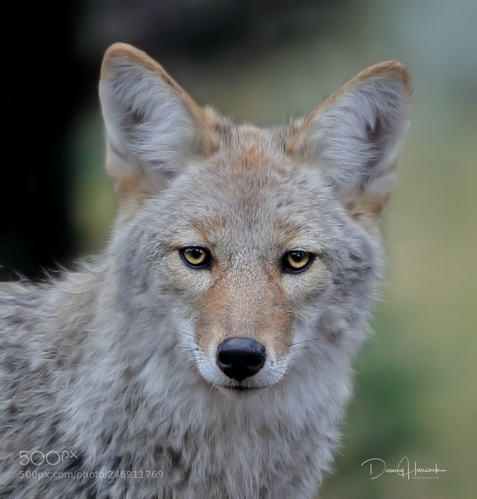 Canon EOS-1D X Mark II sample photo. Coyote portrait photography