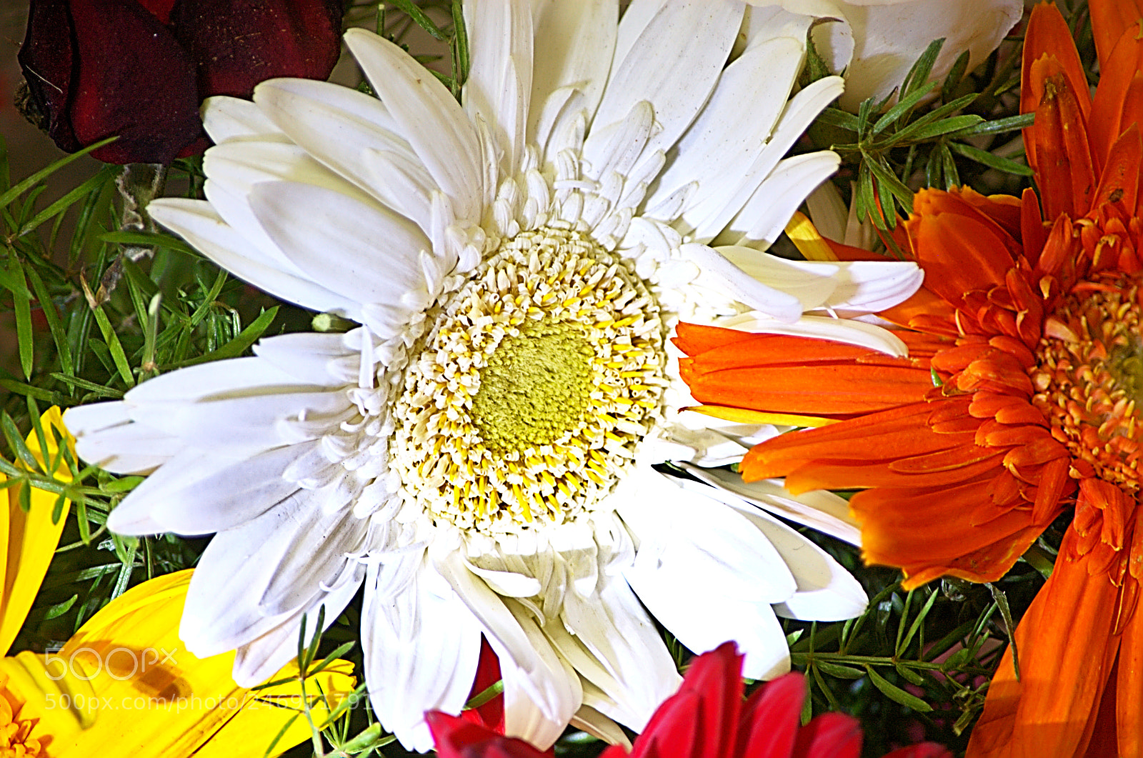 Nikon D40 sample photo. Flowers photography
