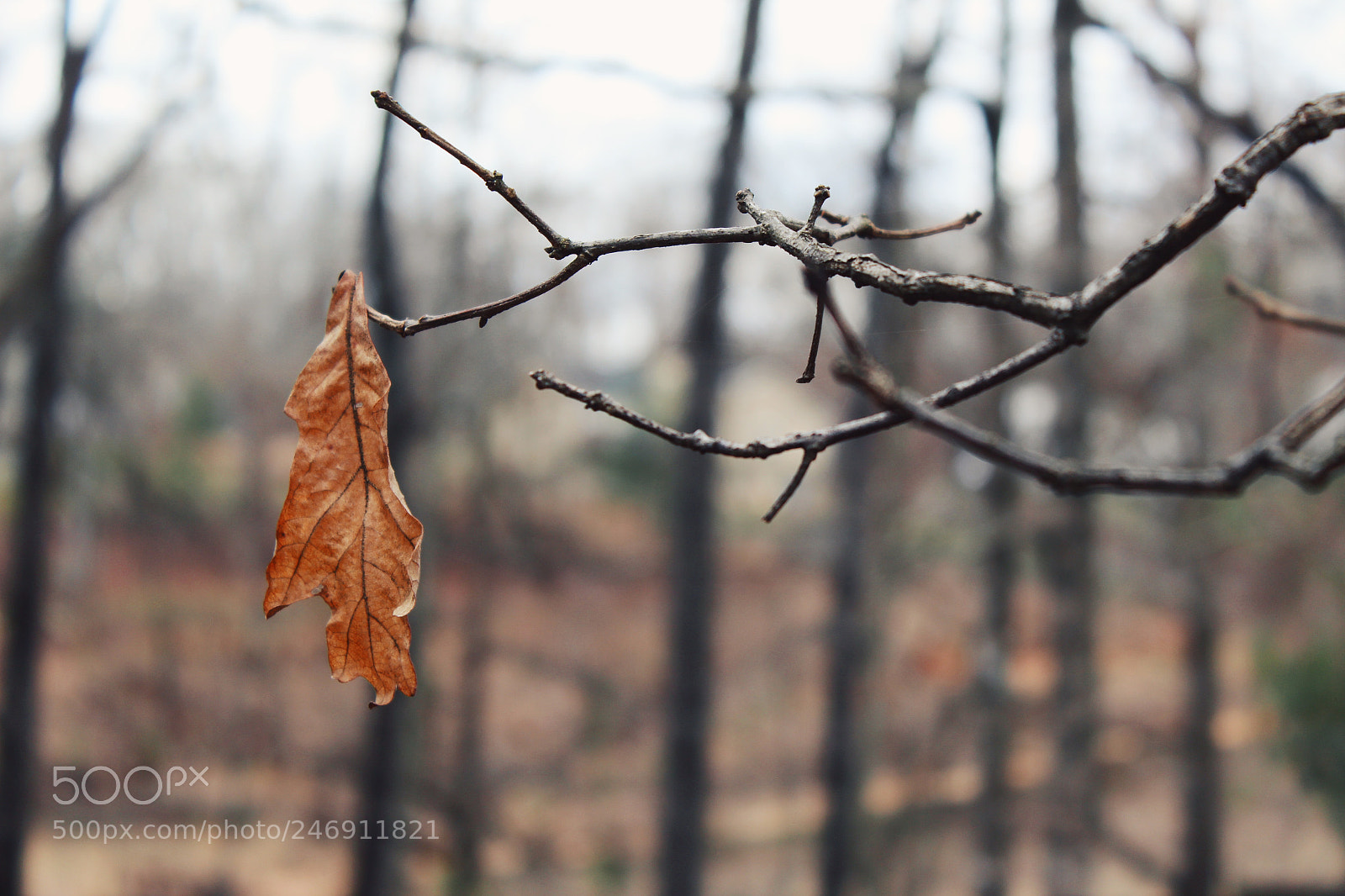 Canon EOS 1300D (EOS Rebel T6 / EOS Kiss X80) sample photo. Autumn is a second photography