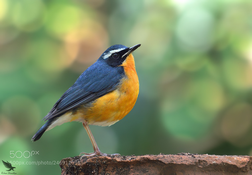 Nikon D5100 sample photo. Indian blue robin photography