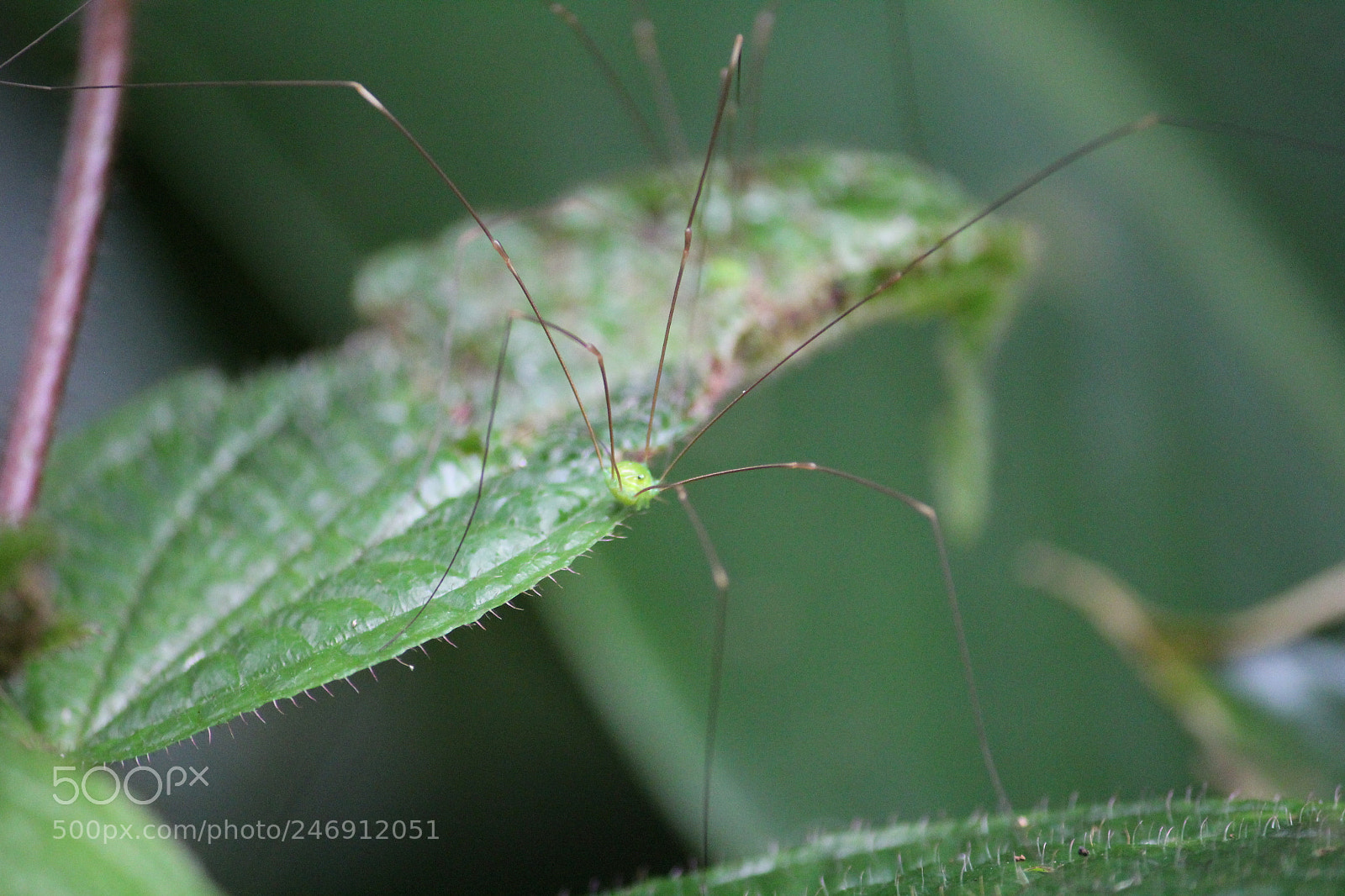 Canon EF-S 55-250mm F4-5.6 IS II sample photo. Untitled photography