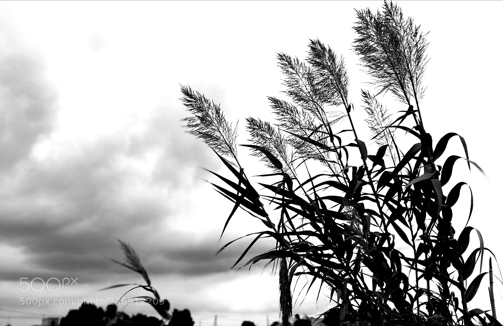 HUAWEI P10 Plus sample photo. Windy afternoon photography
