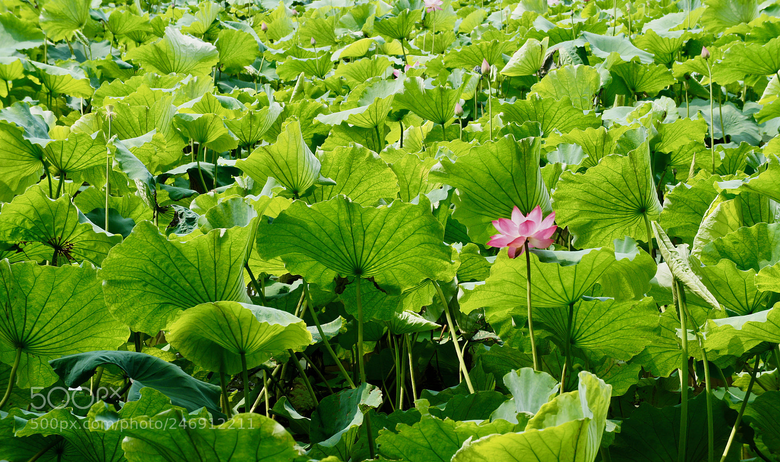Sony Alpha NEX-5 sample photo. Lotus photography