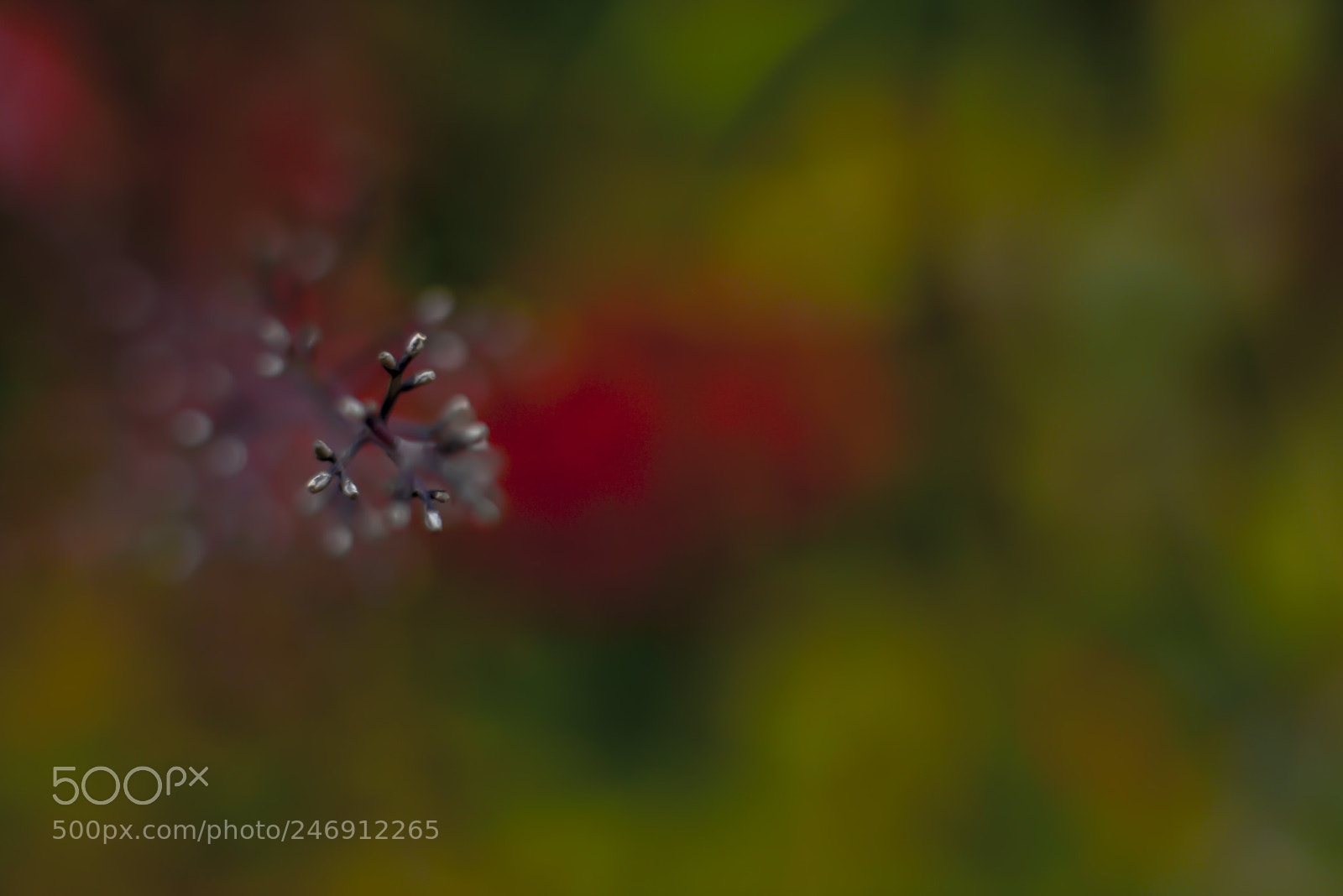 Nikon D800 sample photo. Branch photography