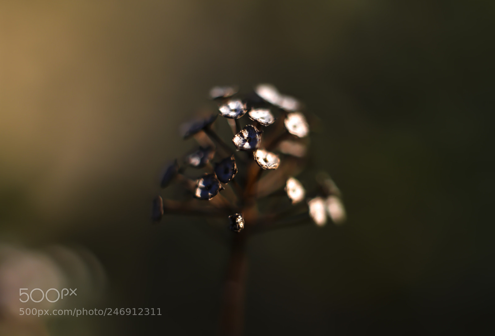 Nikon D800 sample photo. Untitled photography