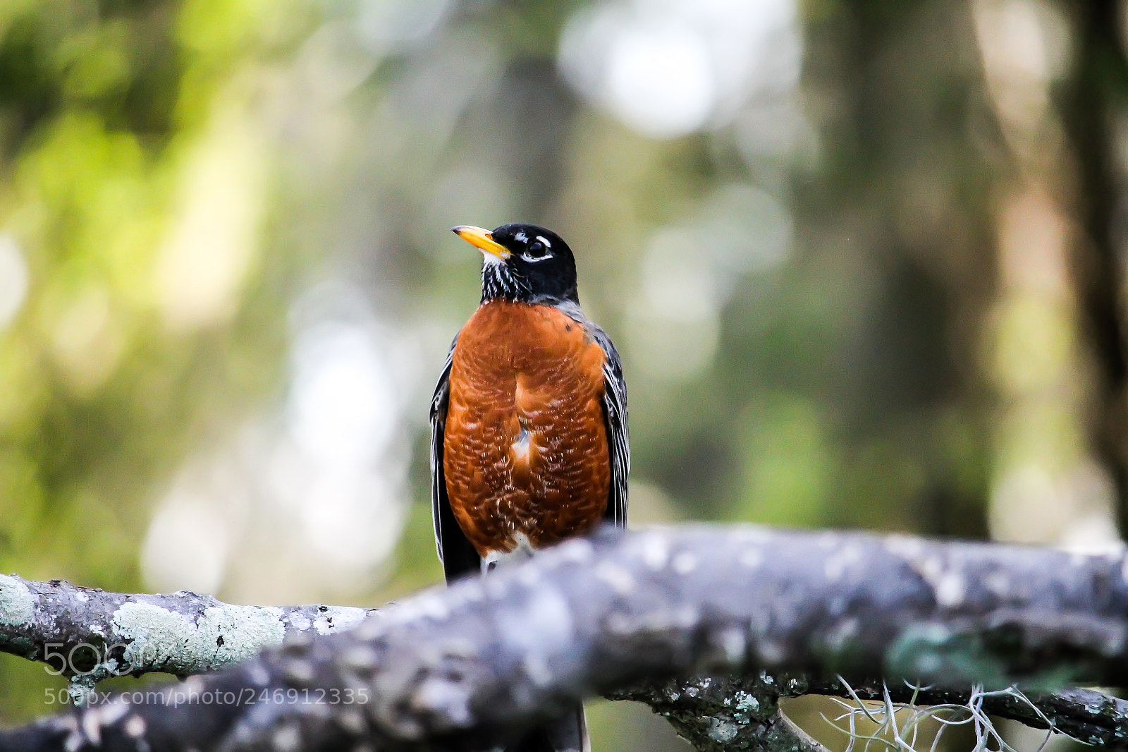 Canon EOS 1100D (EOS Rebel T3 / EOS Kiss X50) sample photo. American robin photography