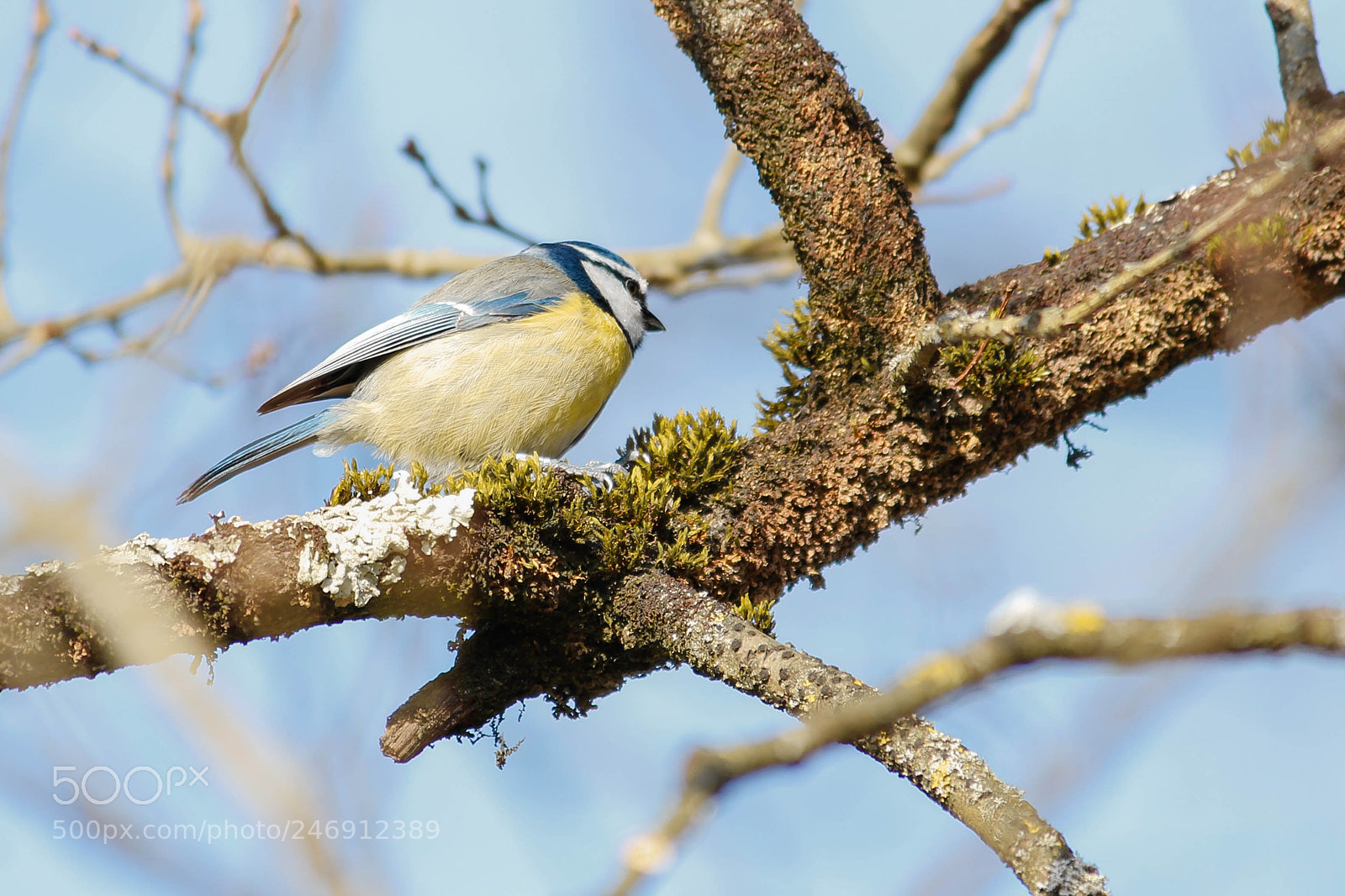 Canon EOS 600D (Rebel EOS T3i / EOS Kiss X5) sample photo. Little bird photography