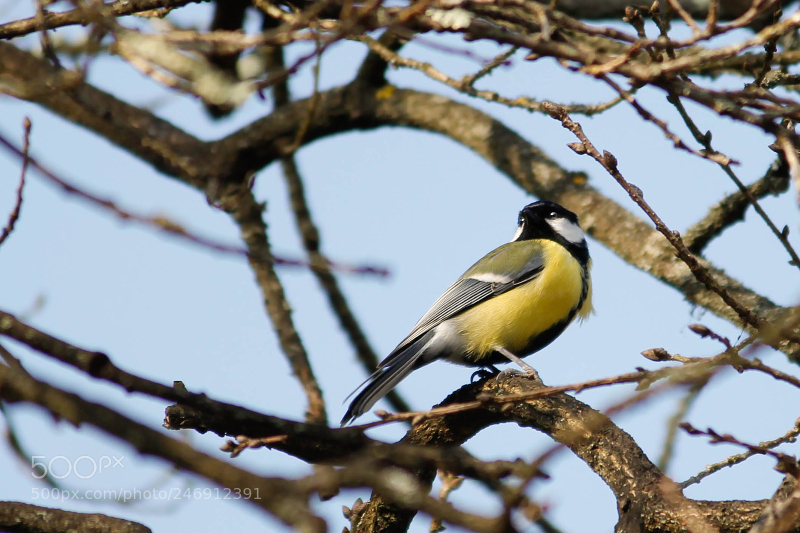 Canon EOS 600D (Rebel EOS T3i / EOS Kiss X5) sample photo. Little bird photography