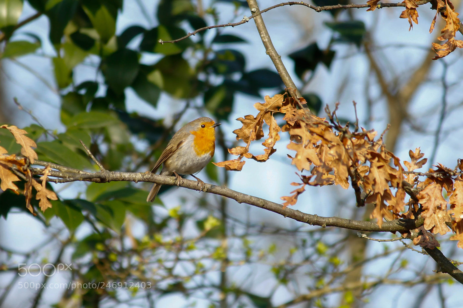 Canon EOS 600D (Rebel EOS T3i / EOS Kiss X5) sample photo. Red leaf photography