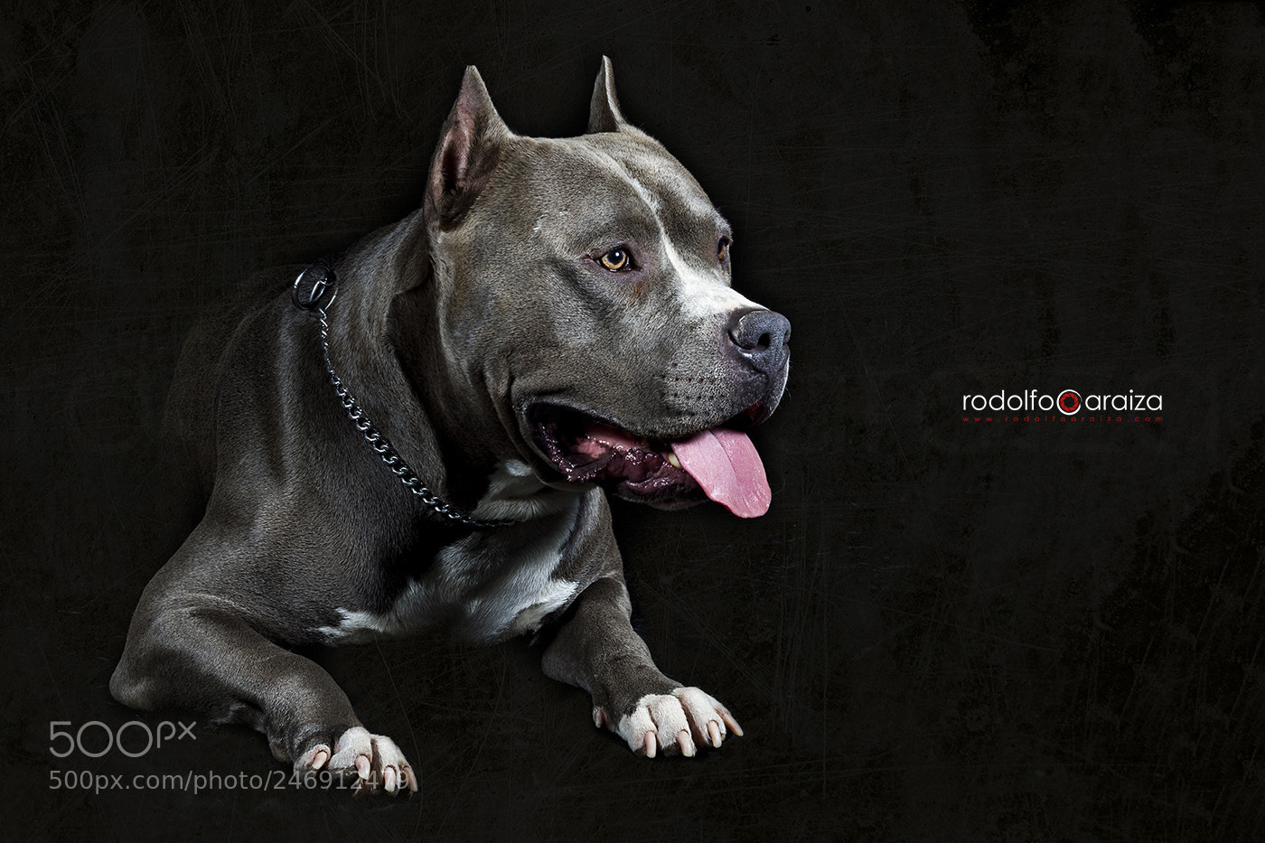 Nikon D7100 sample photo. Pit bull photography