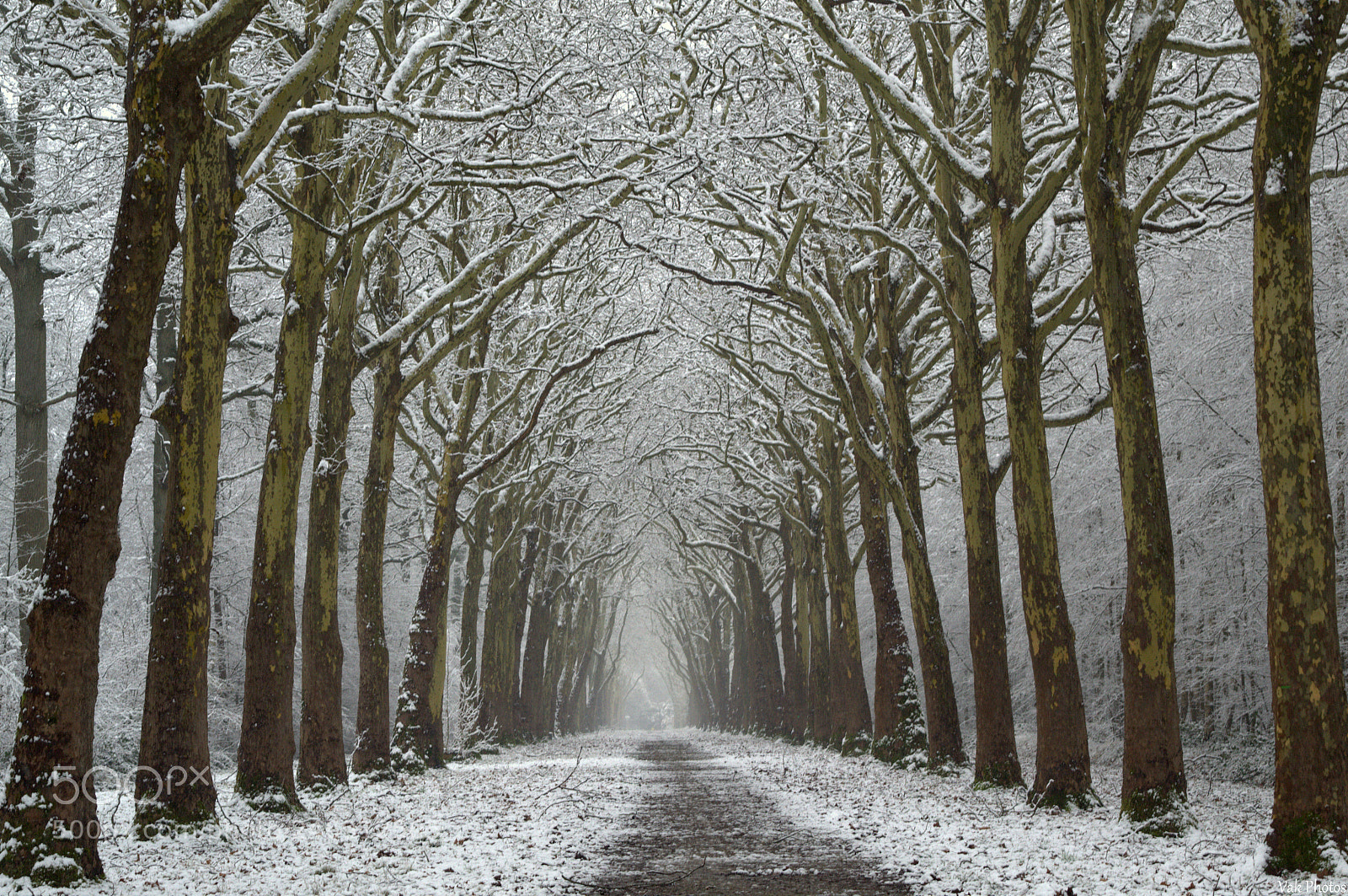 Nikon D3100 sample photo. Snowy path photography
