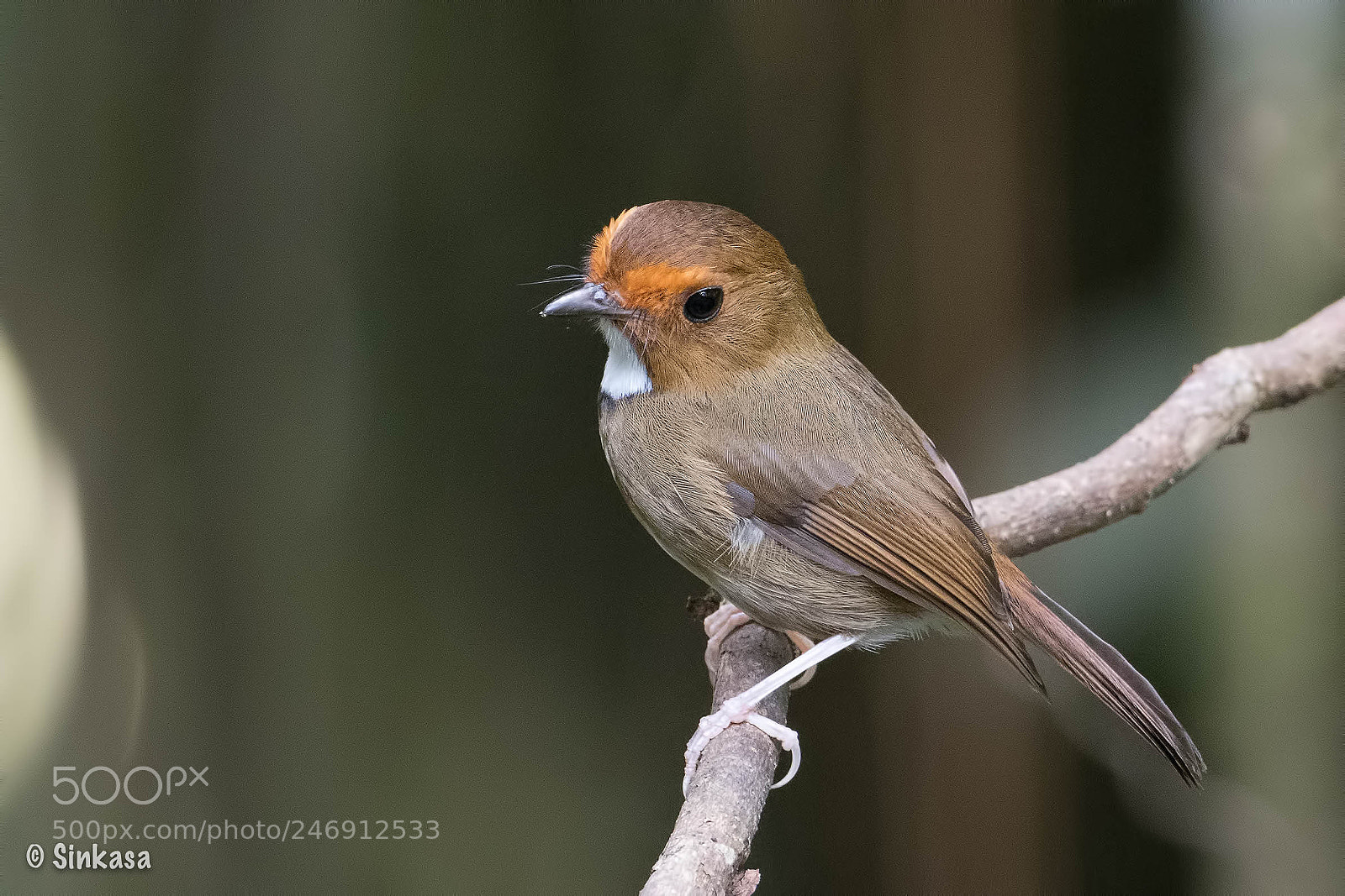 Olympus OM-D E-M1 Mark II sample photo. Rufous browed flycatcher photography