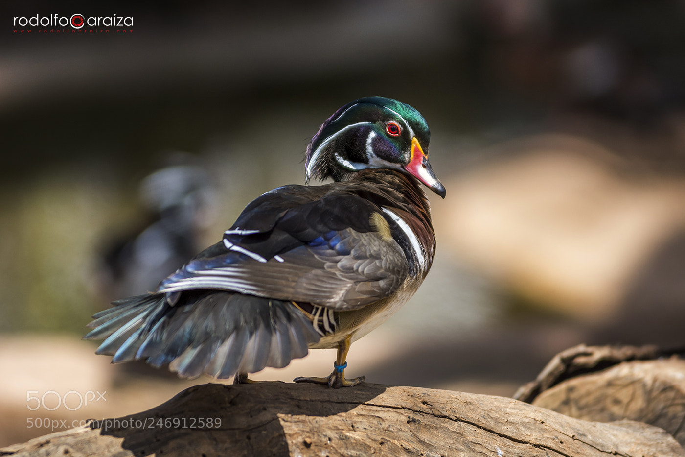 Nikon D7100 sample photo. Pato joyuyo photography