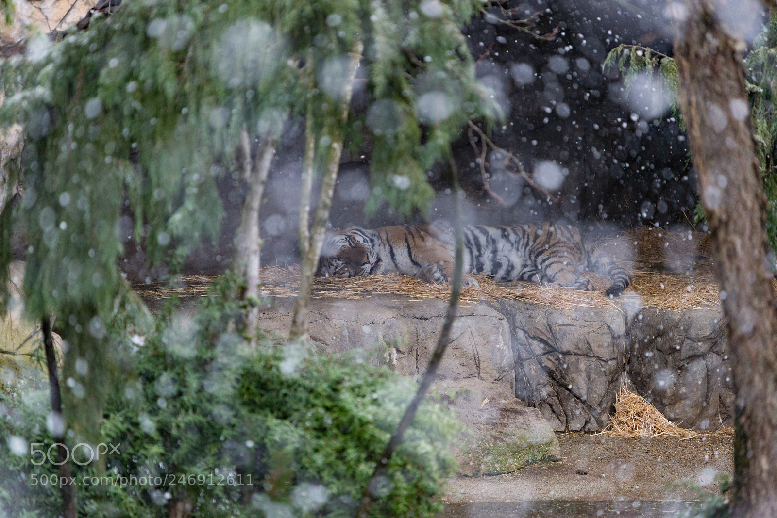 Nikon D600 sample photo. Snowy dreams photography