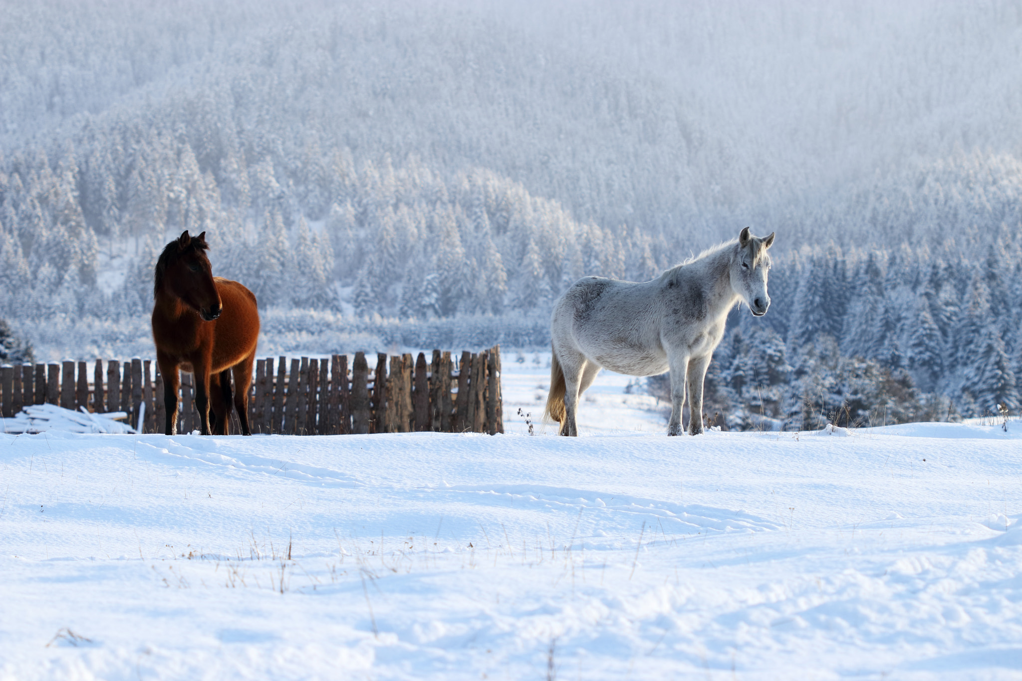 Canon EF 100mm F2.8 Macro USM sample photo. Winter buddies photography