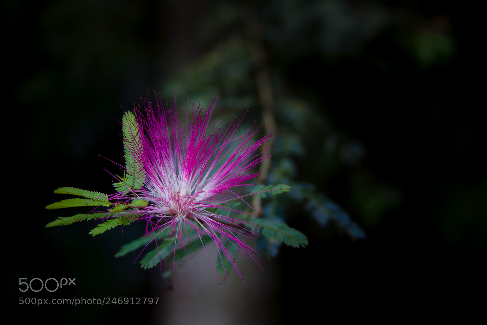 Canon EOS 7D sample photo. The flower photography