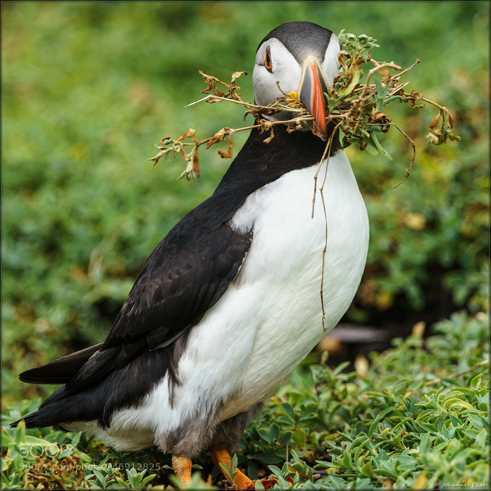 Sony a7 sample photo. Puffin photography