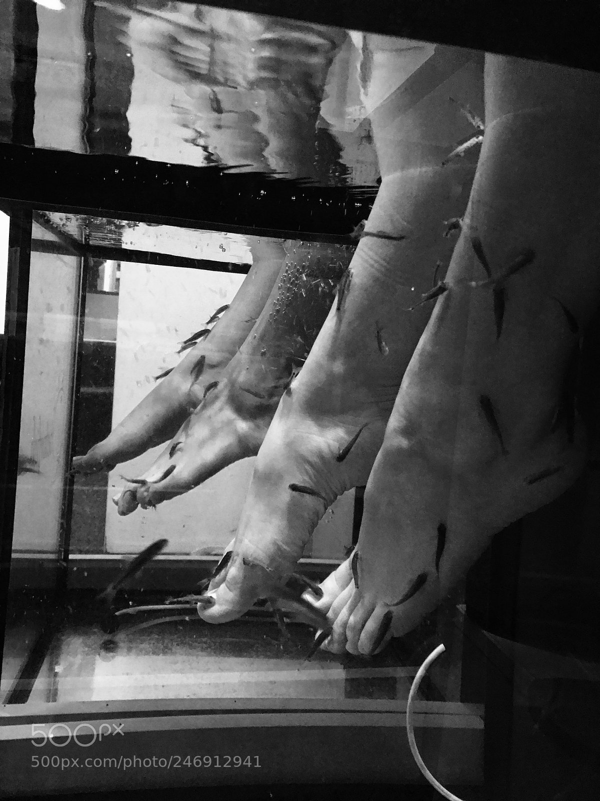 Apple iPhone 7 Plus sample photo. Fish spa photography