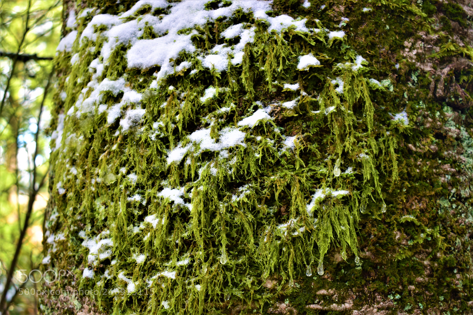 Nikon D5500 sample photo. Portland nature photography