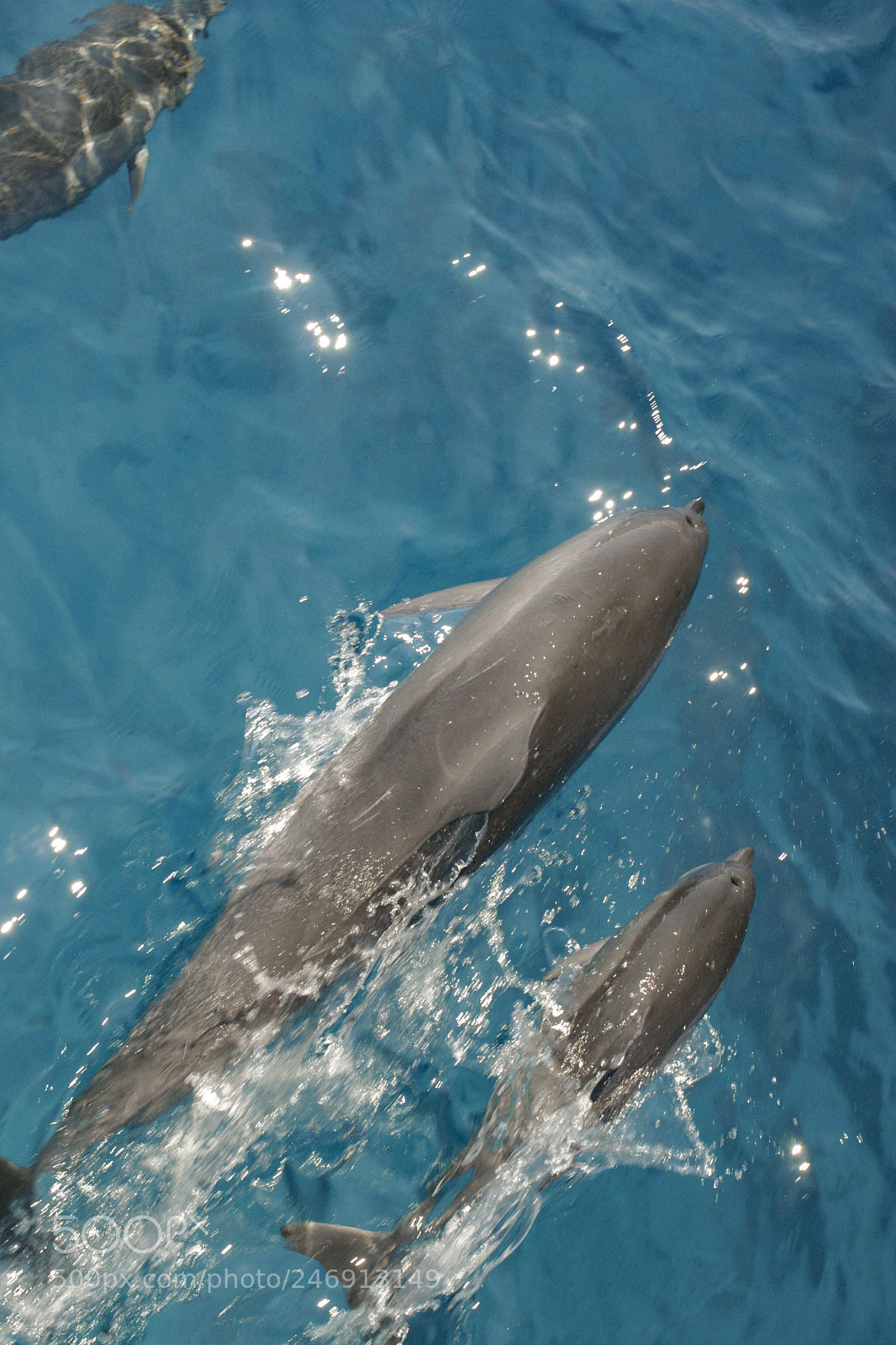 Canon EOS 10D sample photo. Dolphins play photography