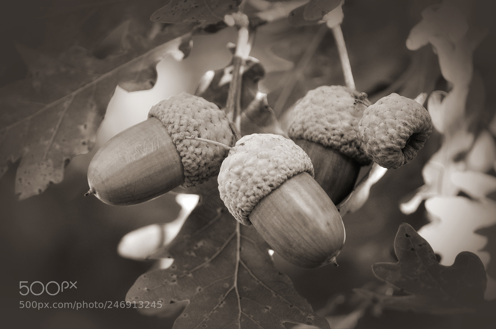 Nikon D5000 sample photo. Acorns photography
