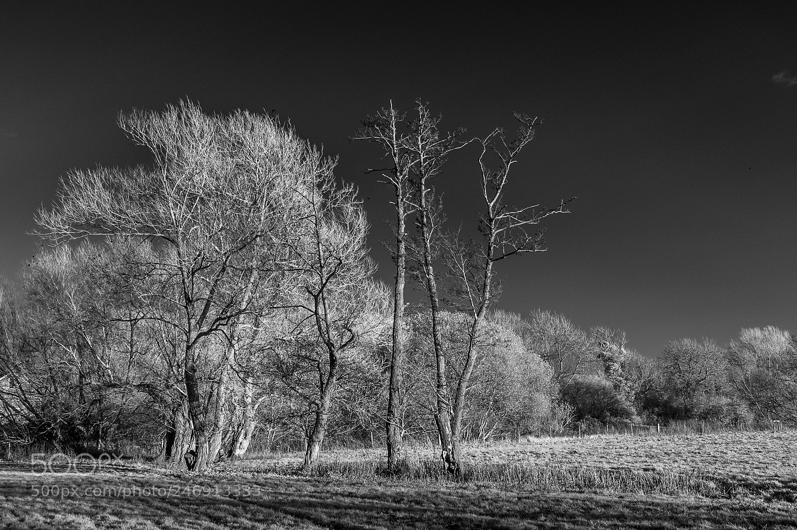 Nikon D700 sample photo. Chelsworth water meadows #4 photography