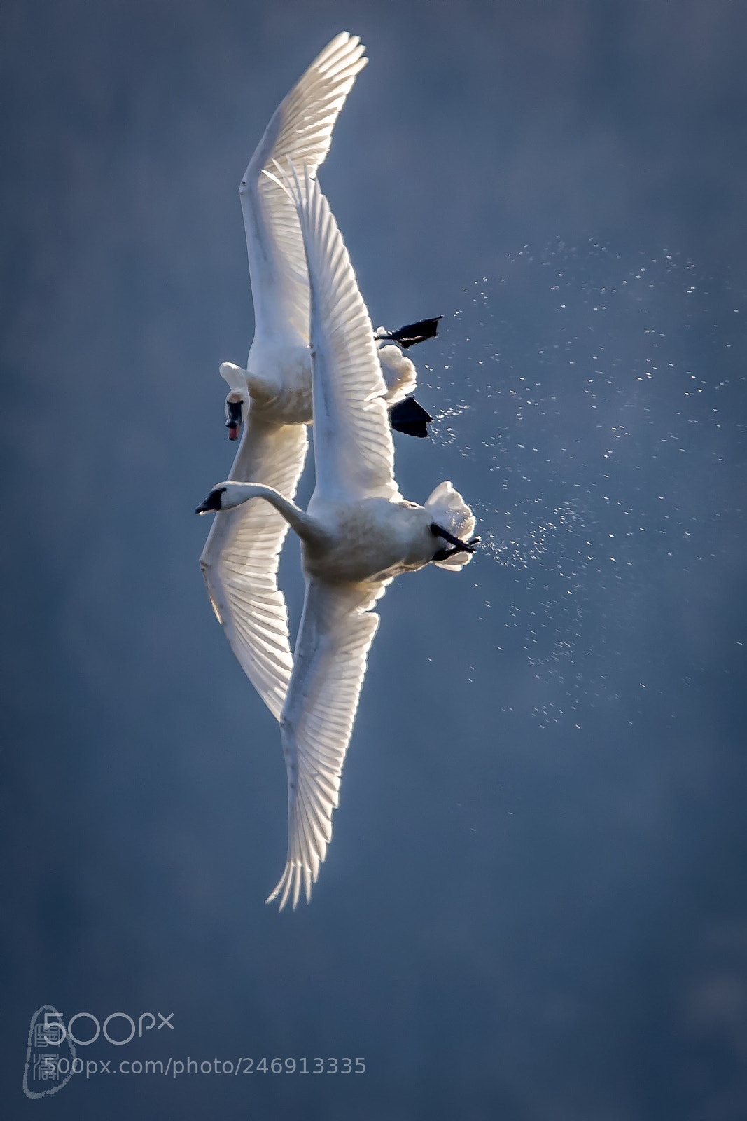 Canon EOS 7D Mark II sample photo. A pair of swan photography
