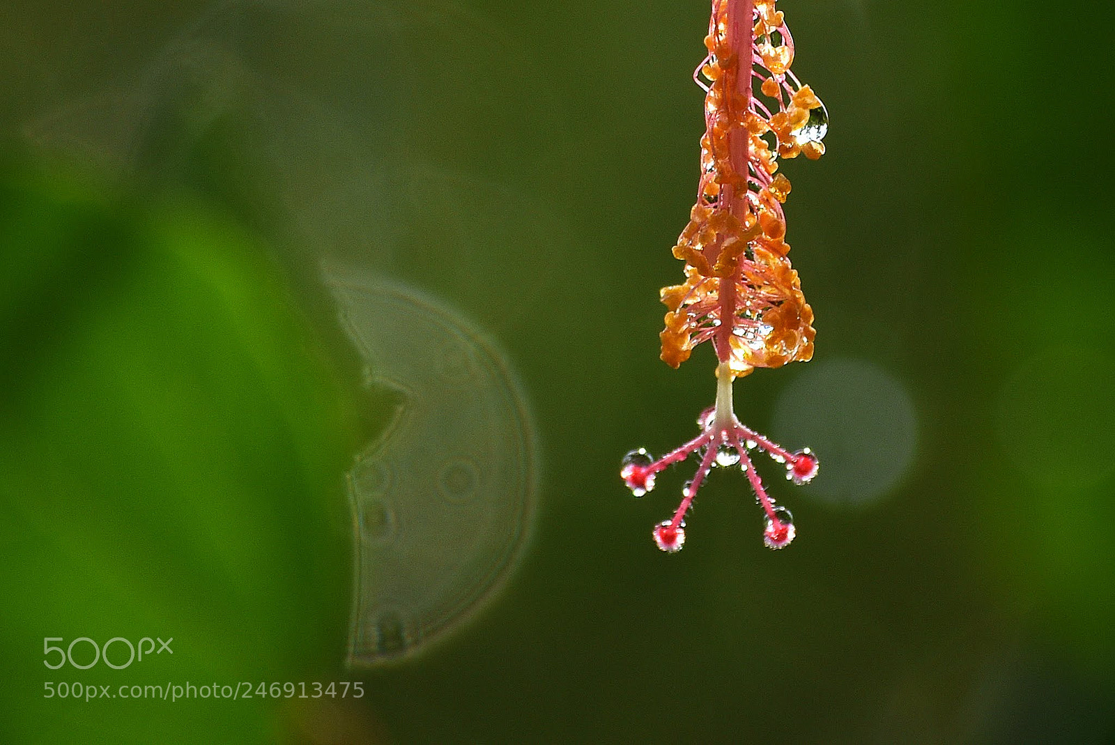 Nikon D7200 sample photo. Water droplets photography