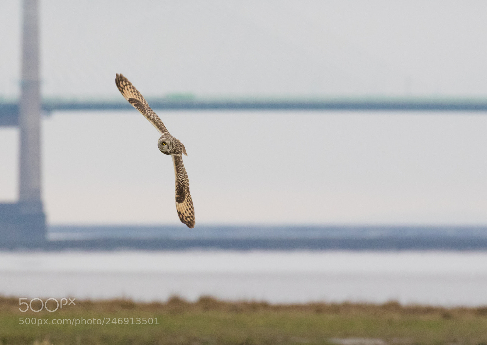 Canon EOS 7D Mark II sample photo. Short-eared owl photography