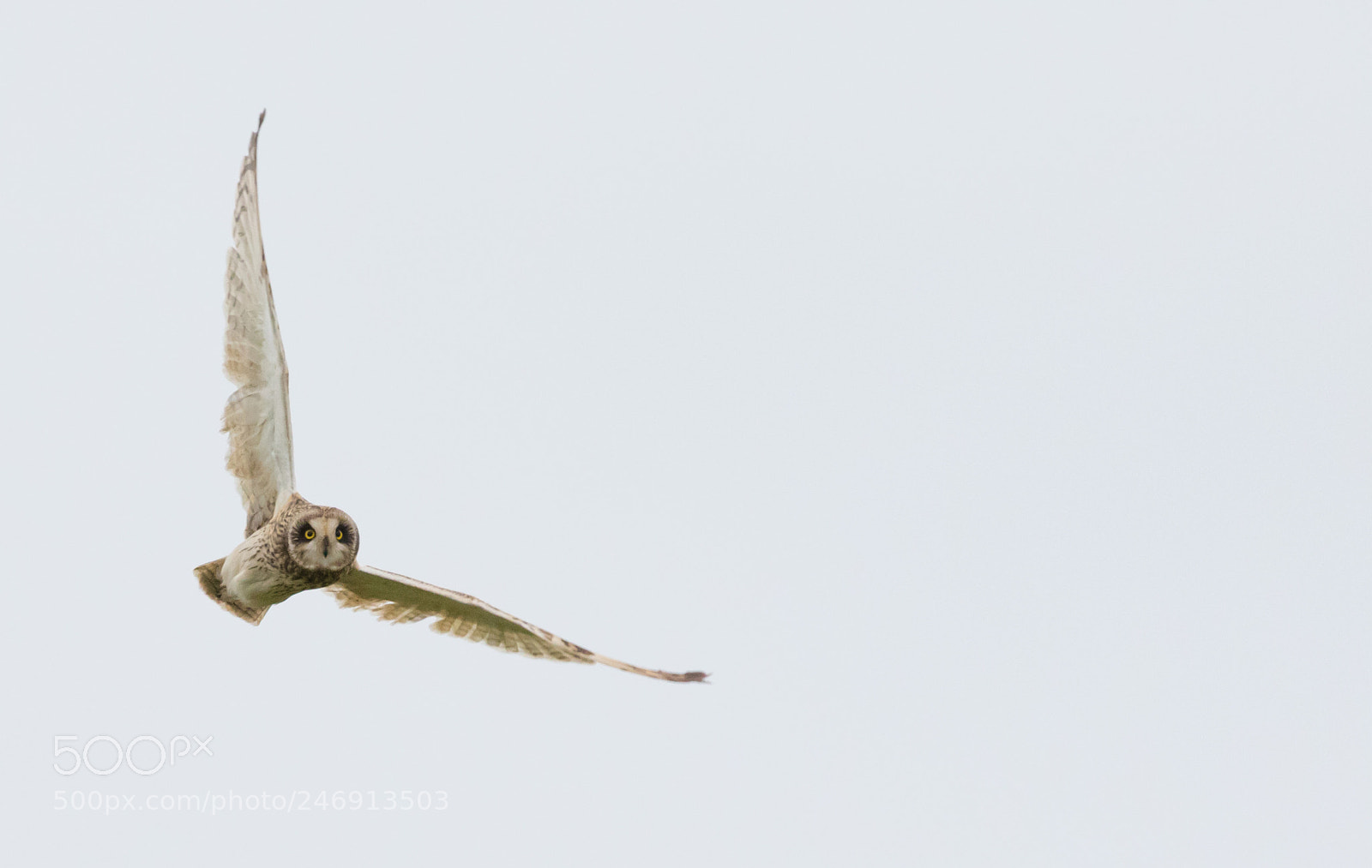 Canon EOS 7D Mark II sample photo. Short-eared owl photography