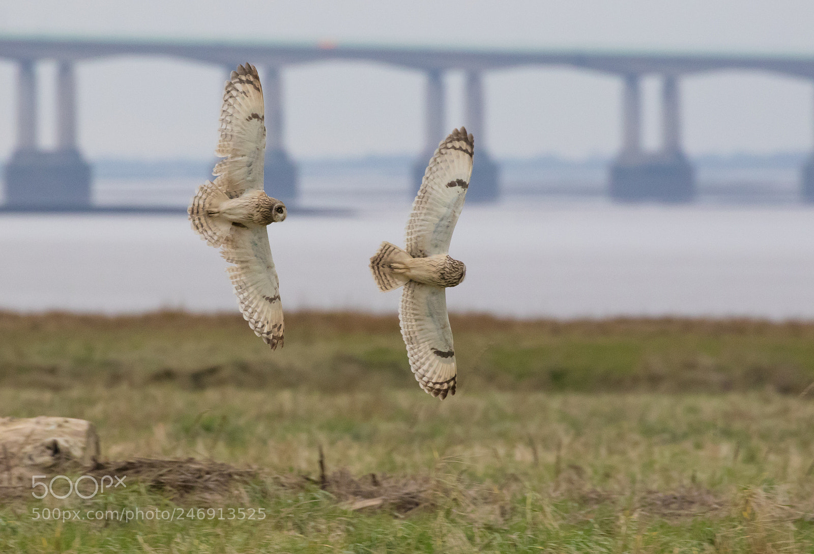 Canon EOS 7D Mark II sample photo. Short-eared owl photography