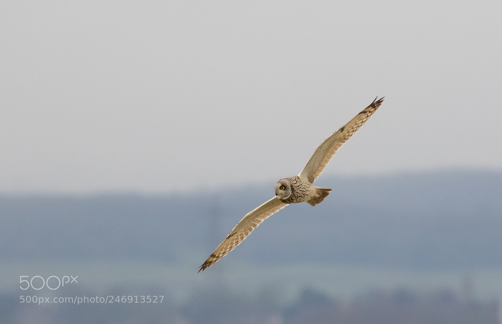 Canon EOS 7D Mark II sample photo. Short-eared owl photography