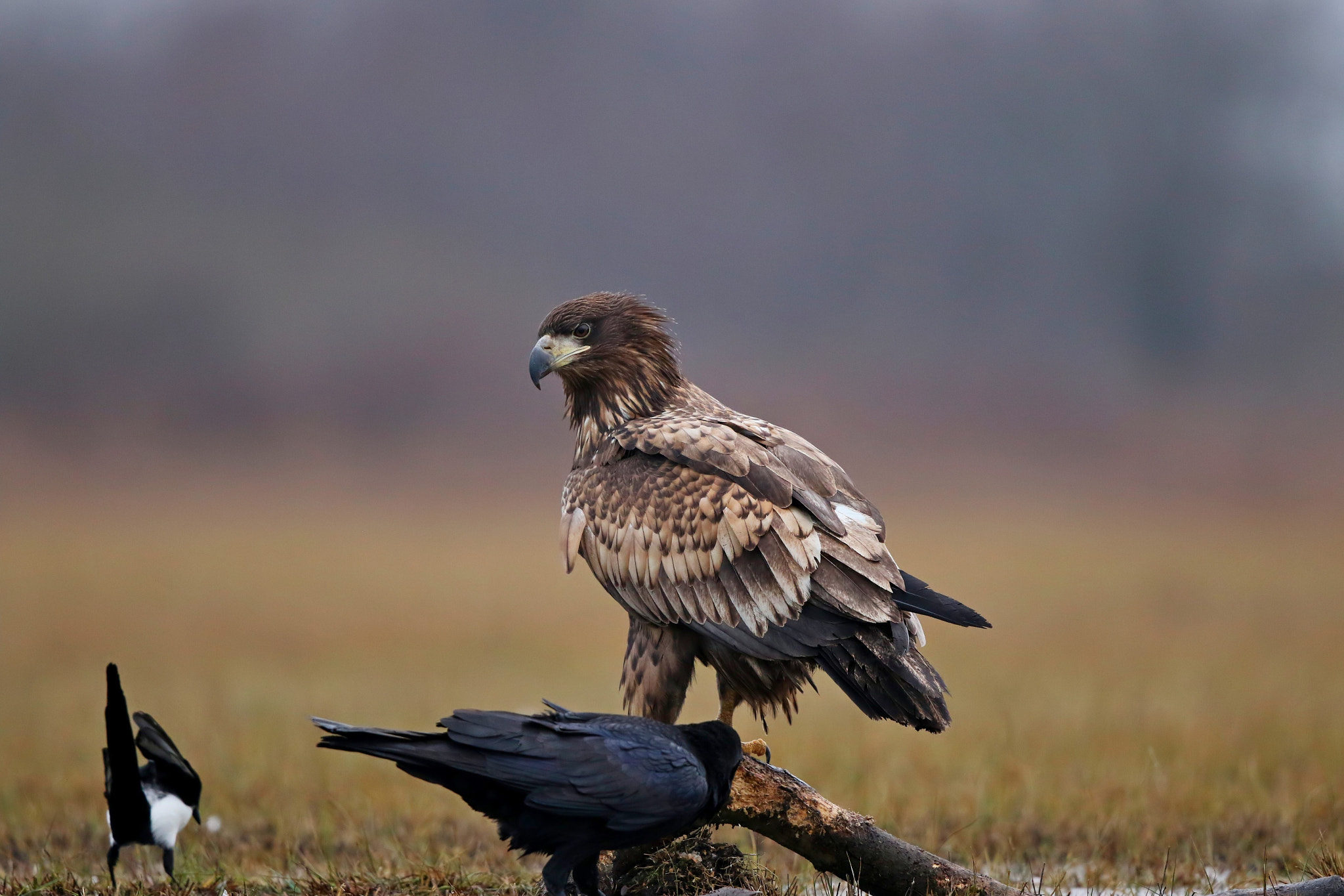 Canon EOS 7D Mark II + Canon EF 500mm F4L IS II USM sample photo. Pedicure photography