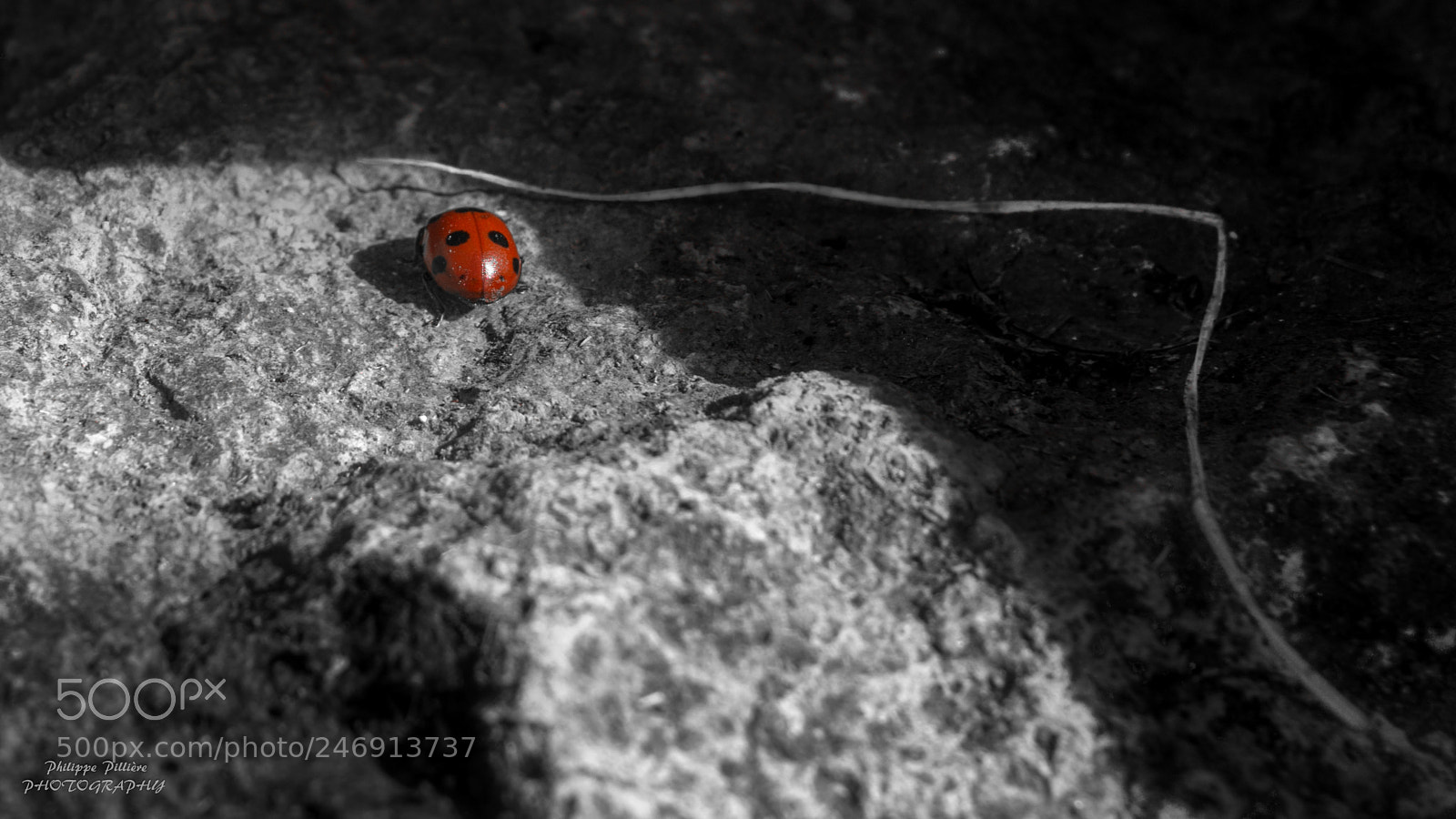 Sony Alpha NEX-5R sample photo. Coccinelle puy de l'ouire photography