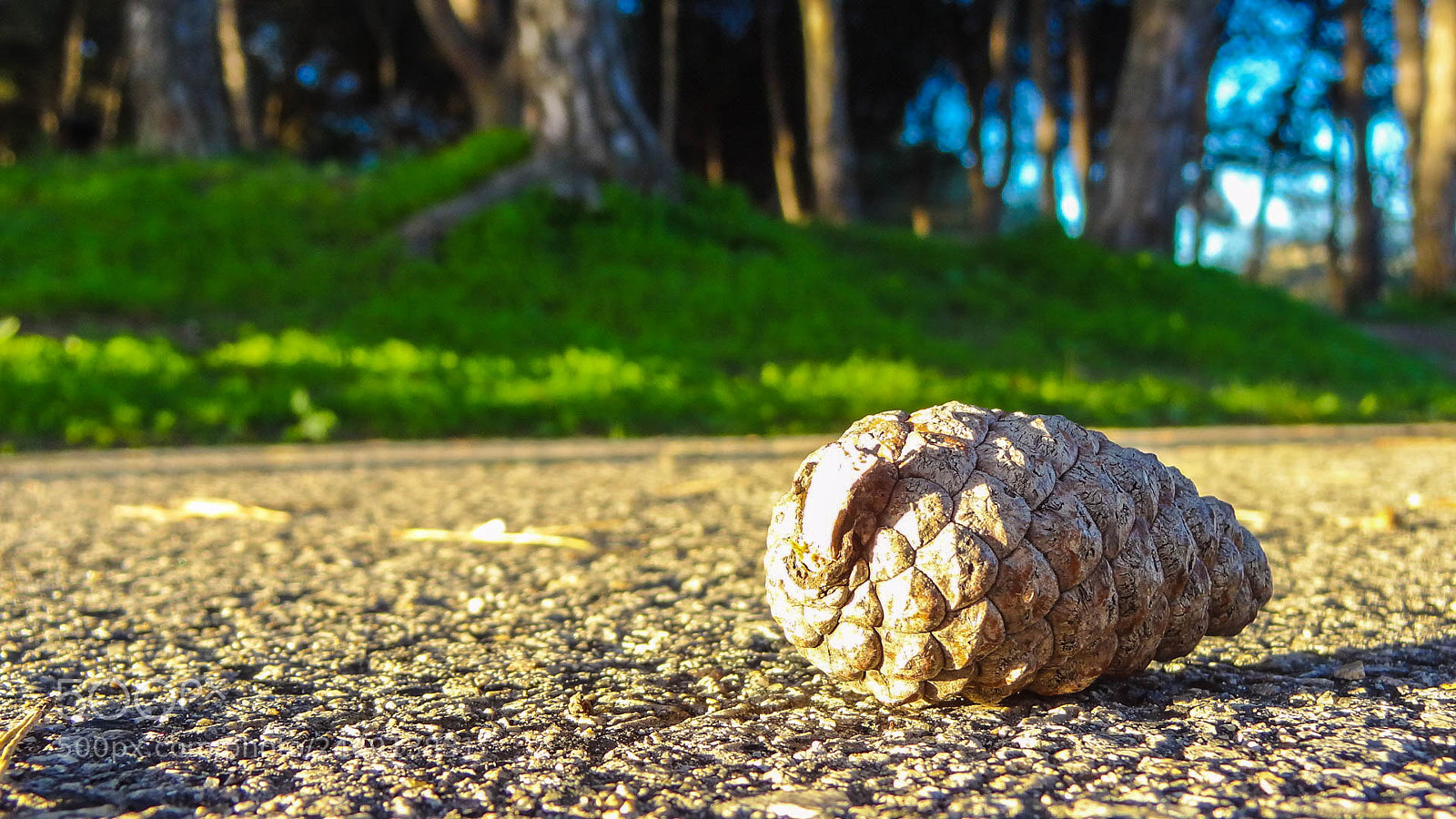 Sony Cyber-shot DSC-HX9V sample photo. Belavista pinecone photography
