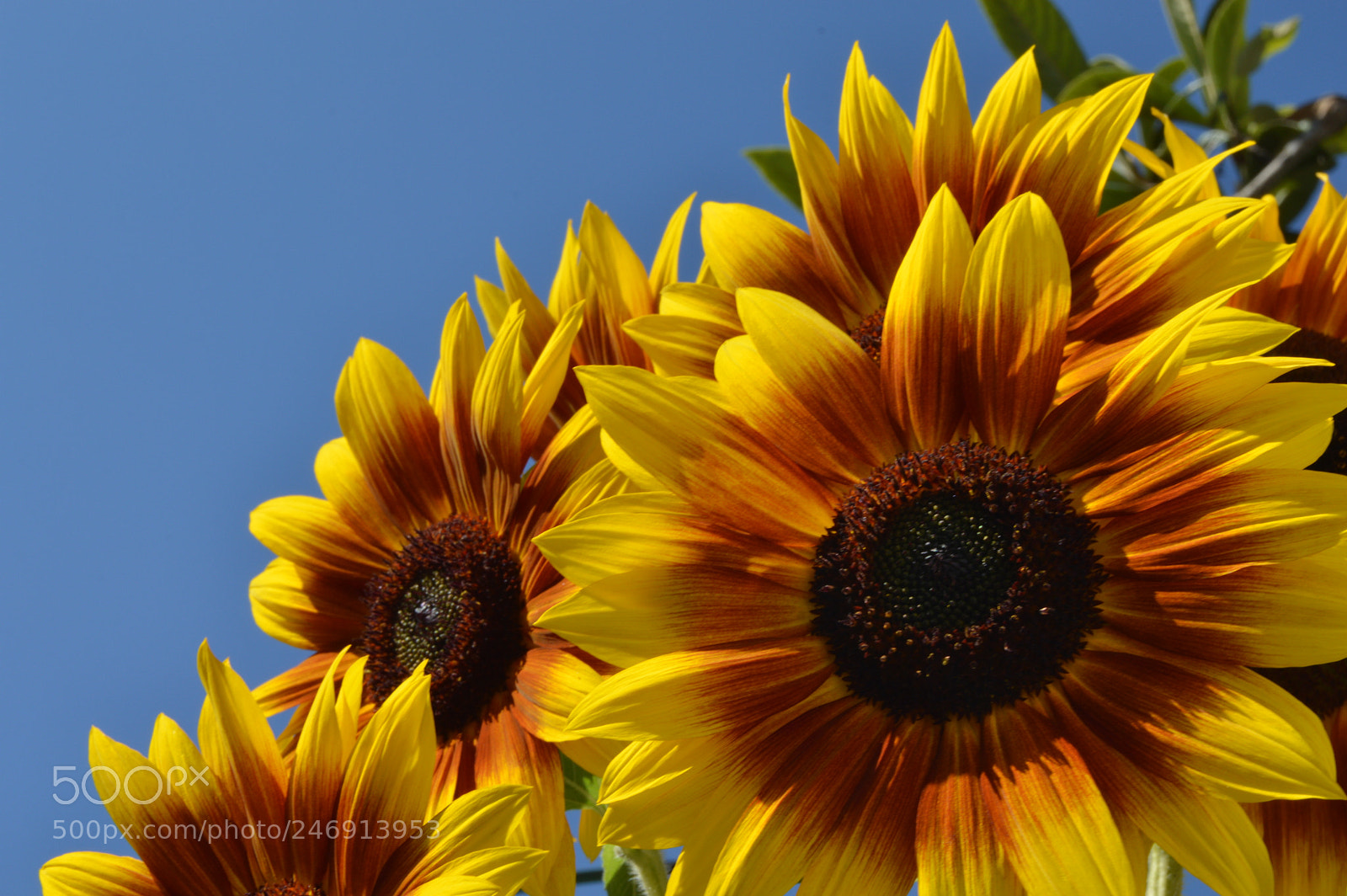 Nikon D3200 sample photo. Girasoles oaxaqueños photography