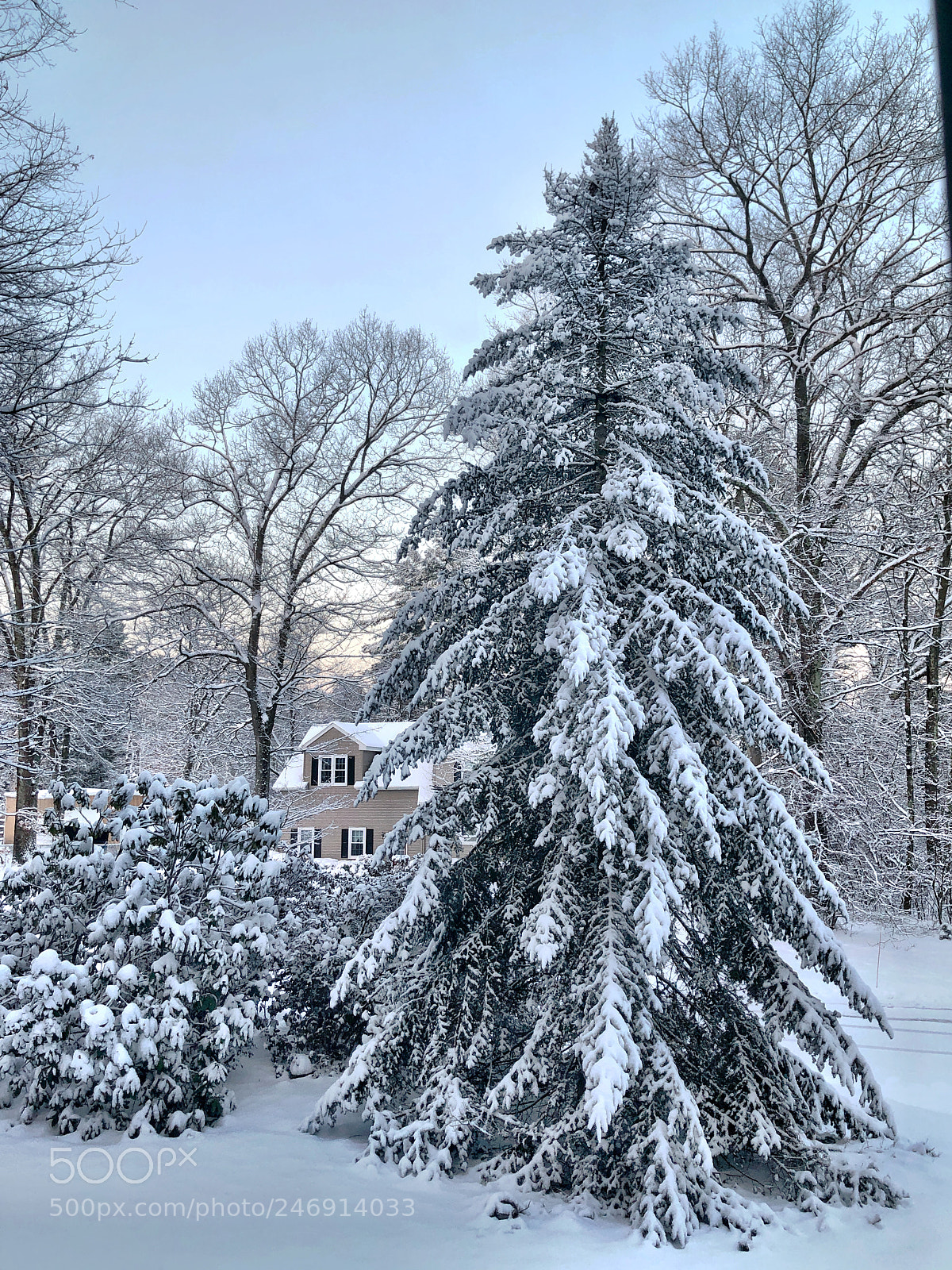 Apple iPhone 8 Plus sample photo. Snowy stillness photography