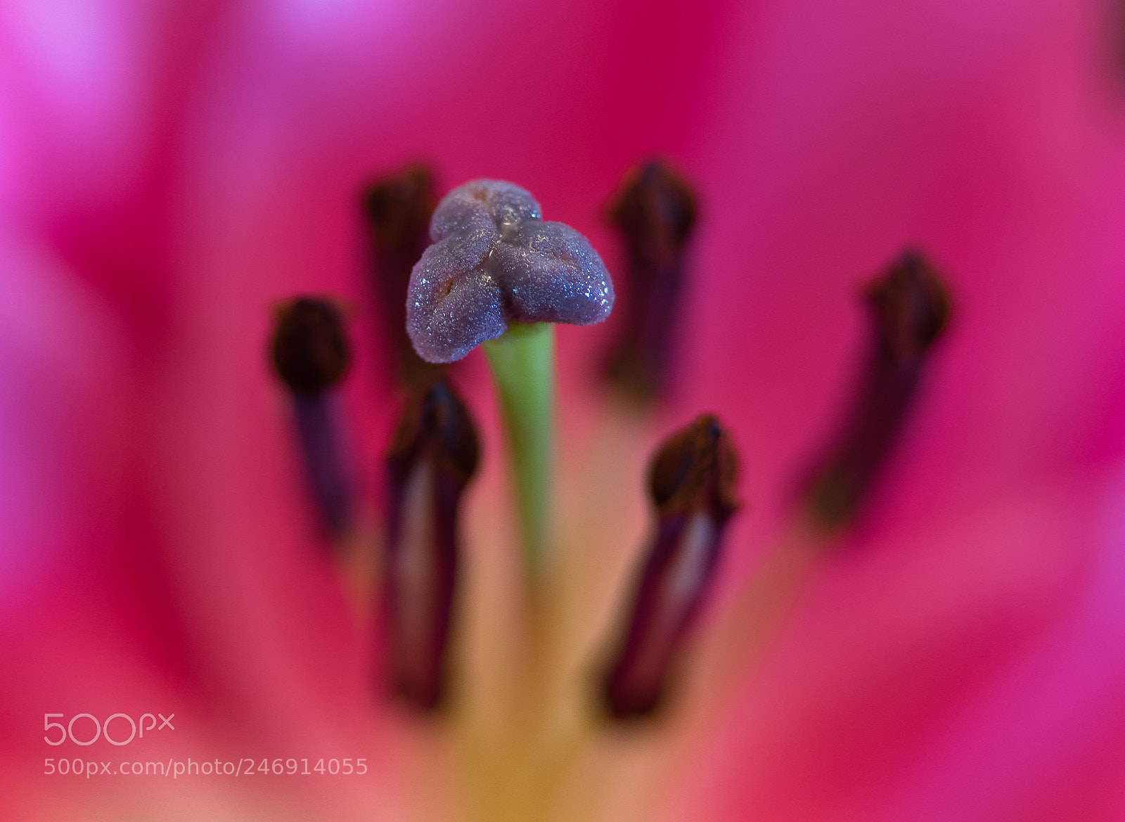 Sony a7R sample photo. Lilly of the pink photography
