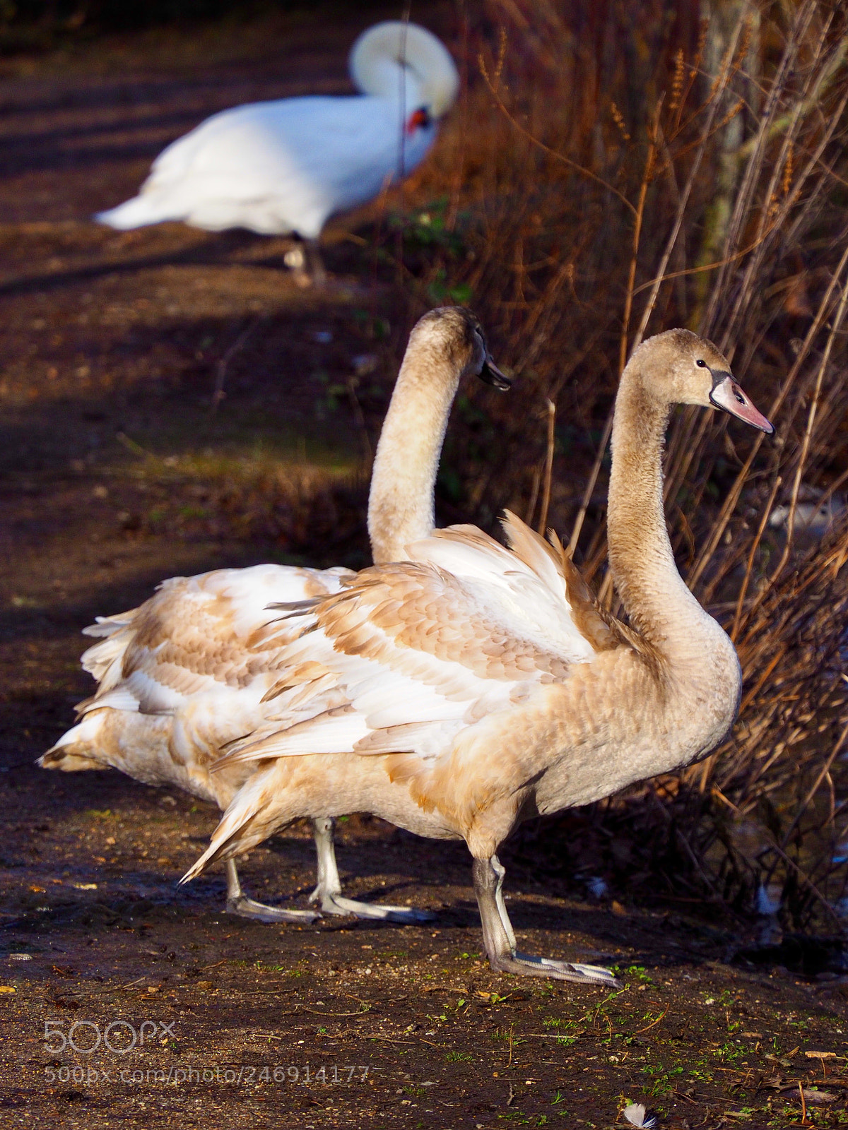 Olympus OM-D E-M10 II sample photo. Swan photography