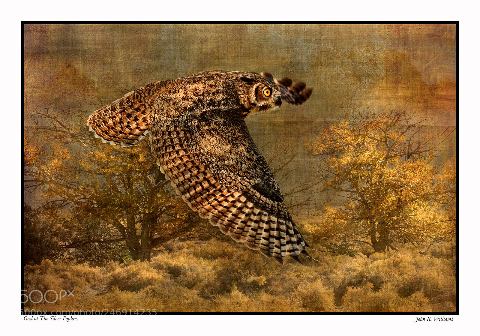 Canon EOS 7D Mark II sample photo. Owl at the silver photography