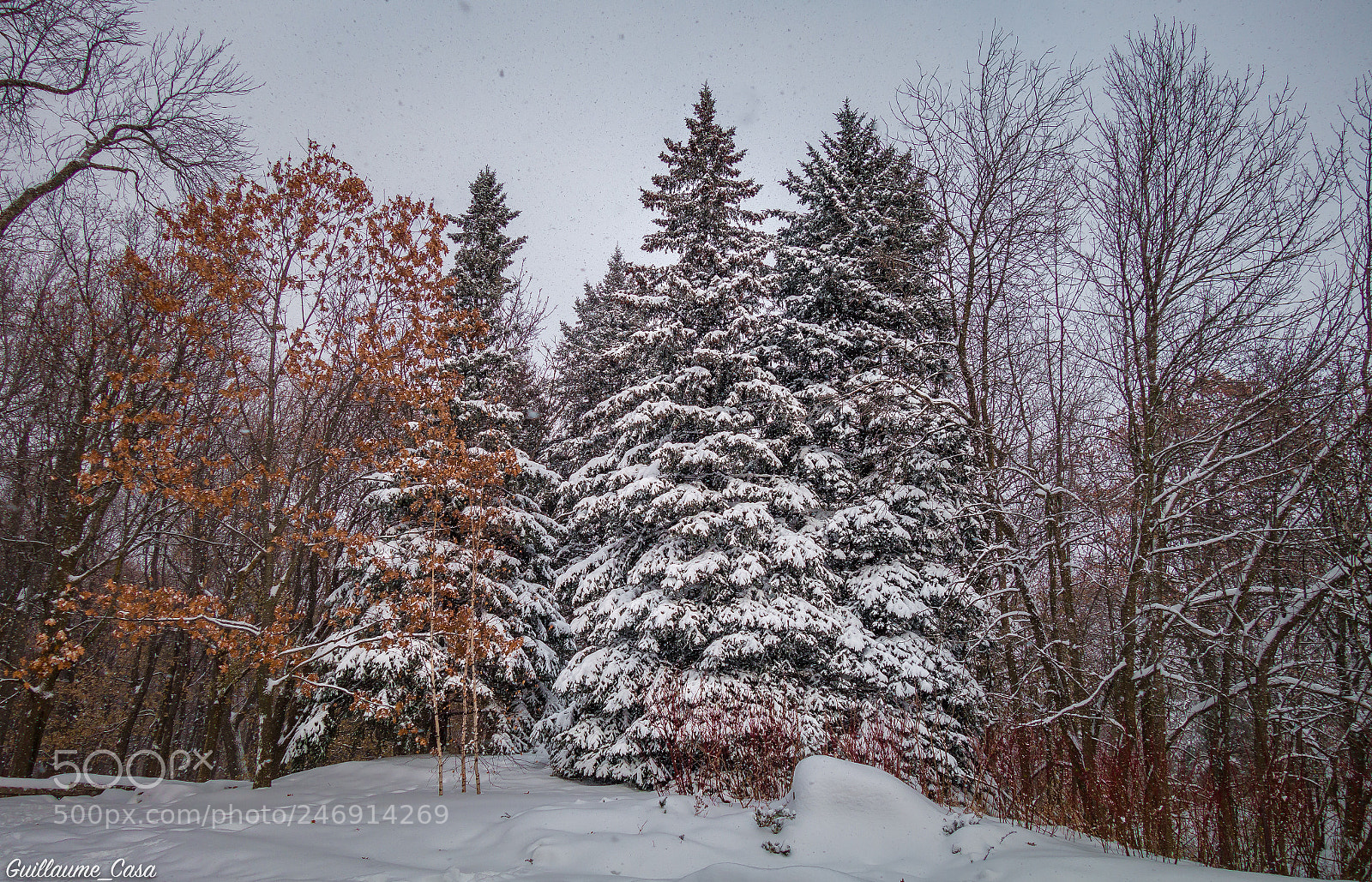 Sony Cyber-shot DSC-RX100 II sample photo. Chrismas trees photography