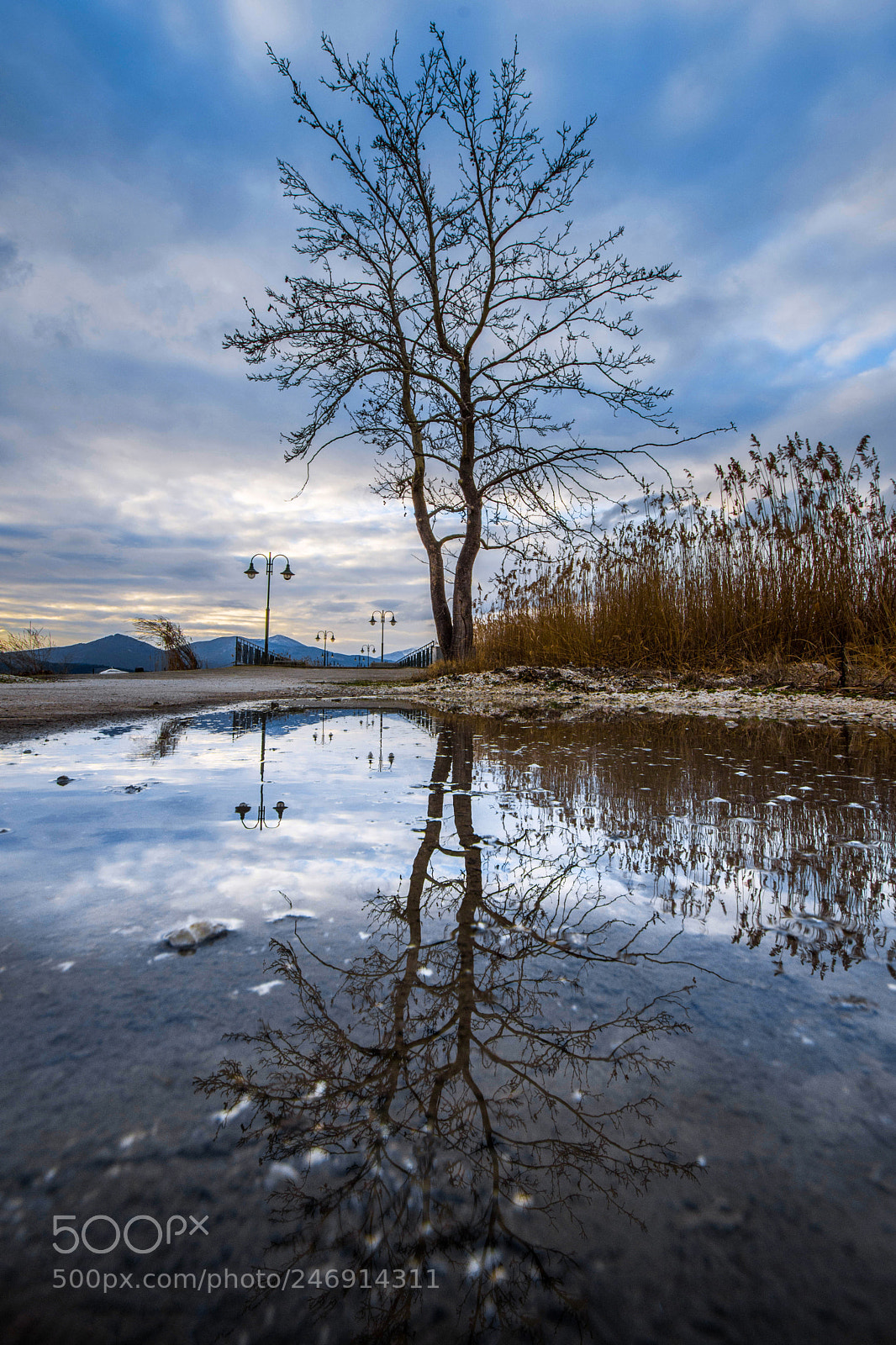 Nikon D7200 sample photo. Tree reflection photography
