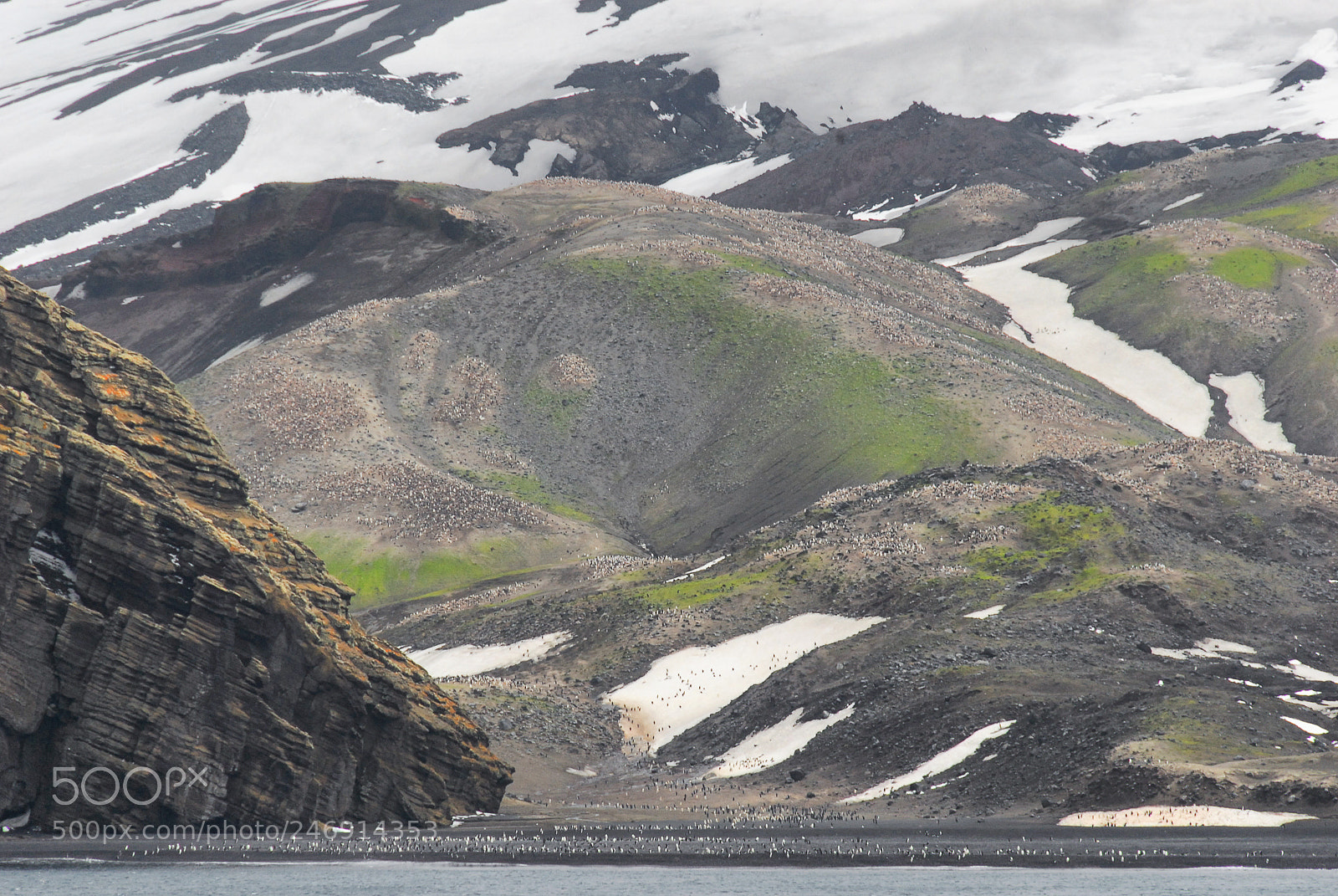 Nikon D200 sample photo. Pinguine colony on antarctica photography