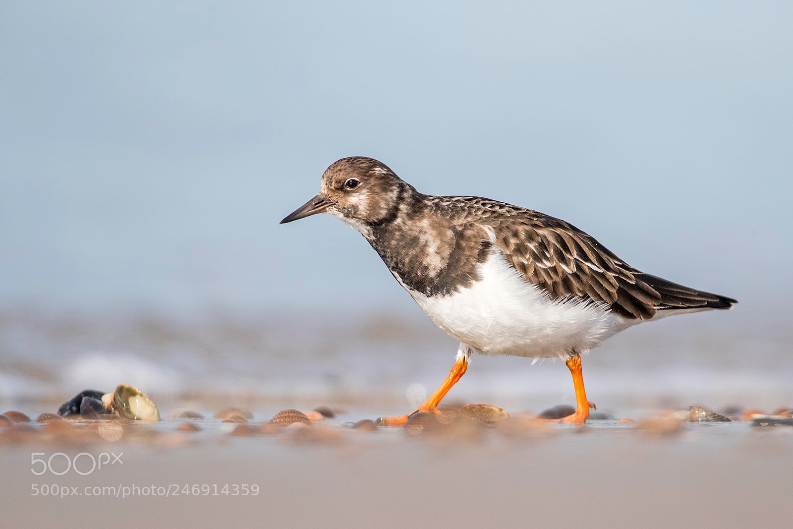 Canon EOS-1D X Mark II sample photo. Turnstone wandering around on photography