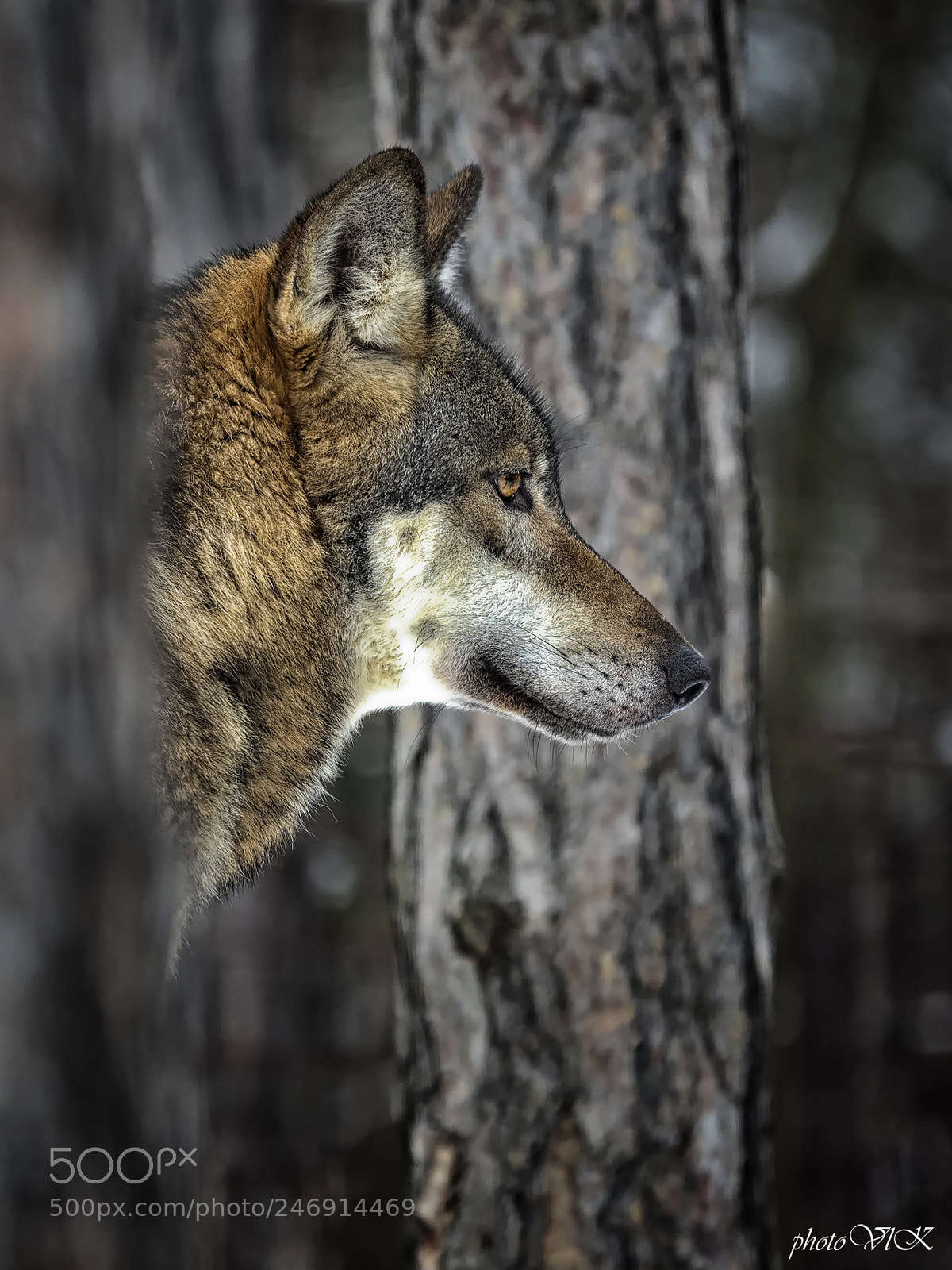 Olympus OM-D E-M10 II sample photo. Wolf photography